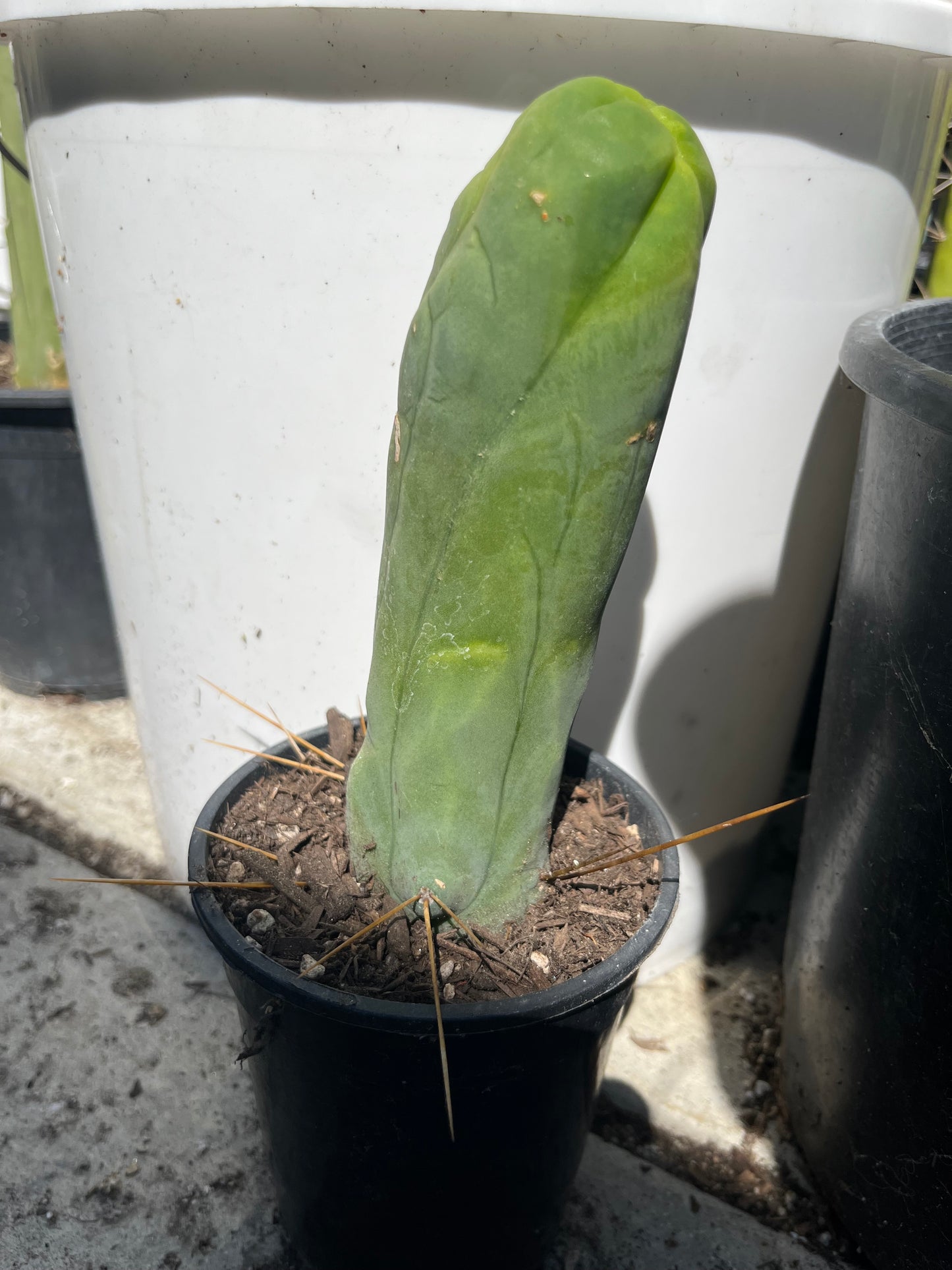 8” Bridgesii Monstrose Long or clone A cutting