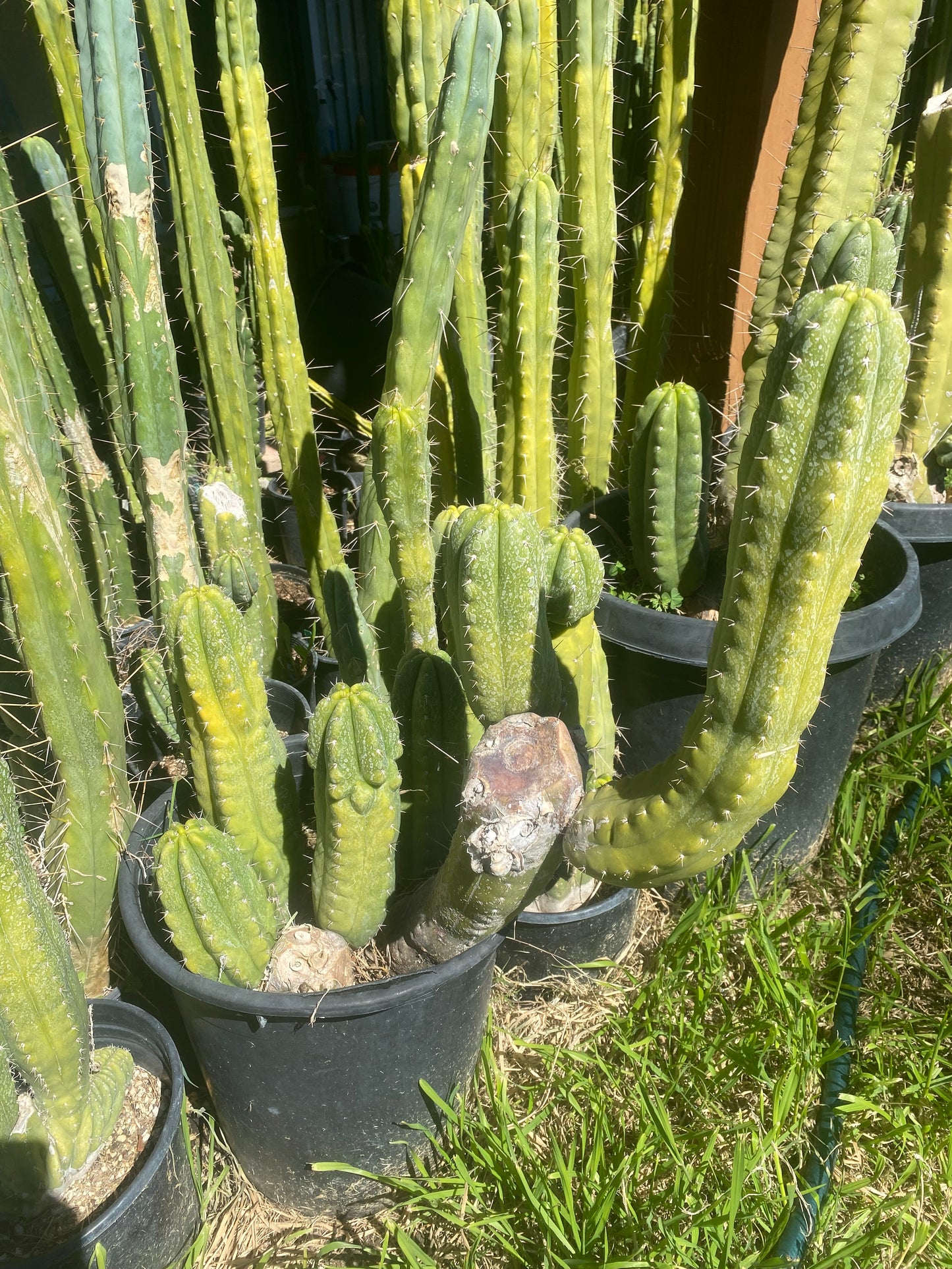 15” Pachanoi Monstrose clone B cutting
