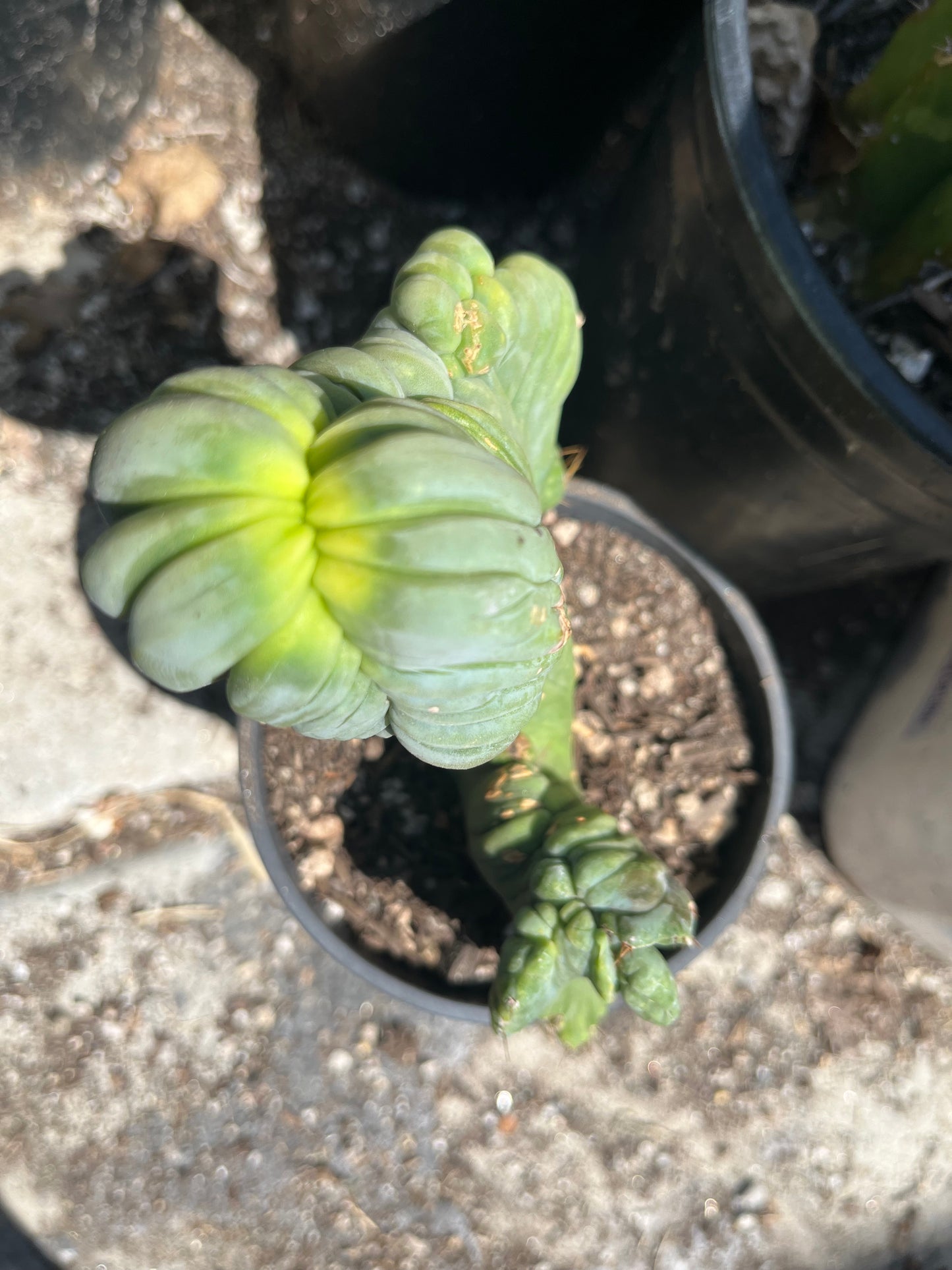 6” tall T. Bridgesii Monstrose Crest cutting