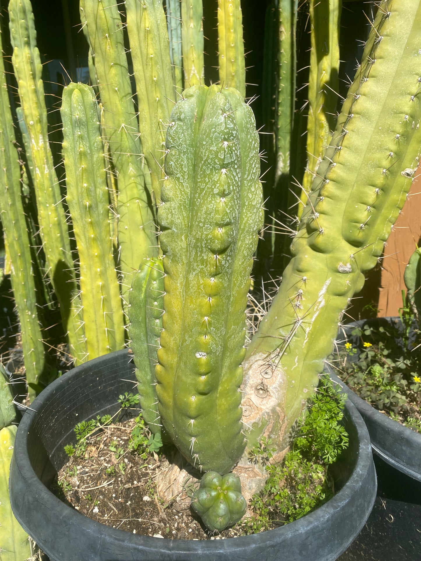 16” T. Pachanoi Monstrose cutting