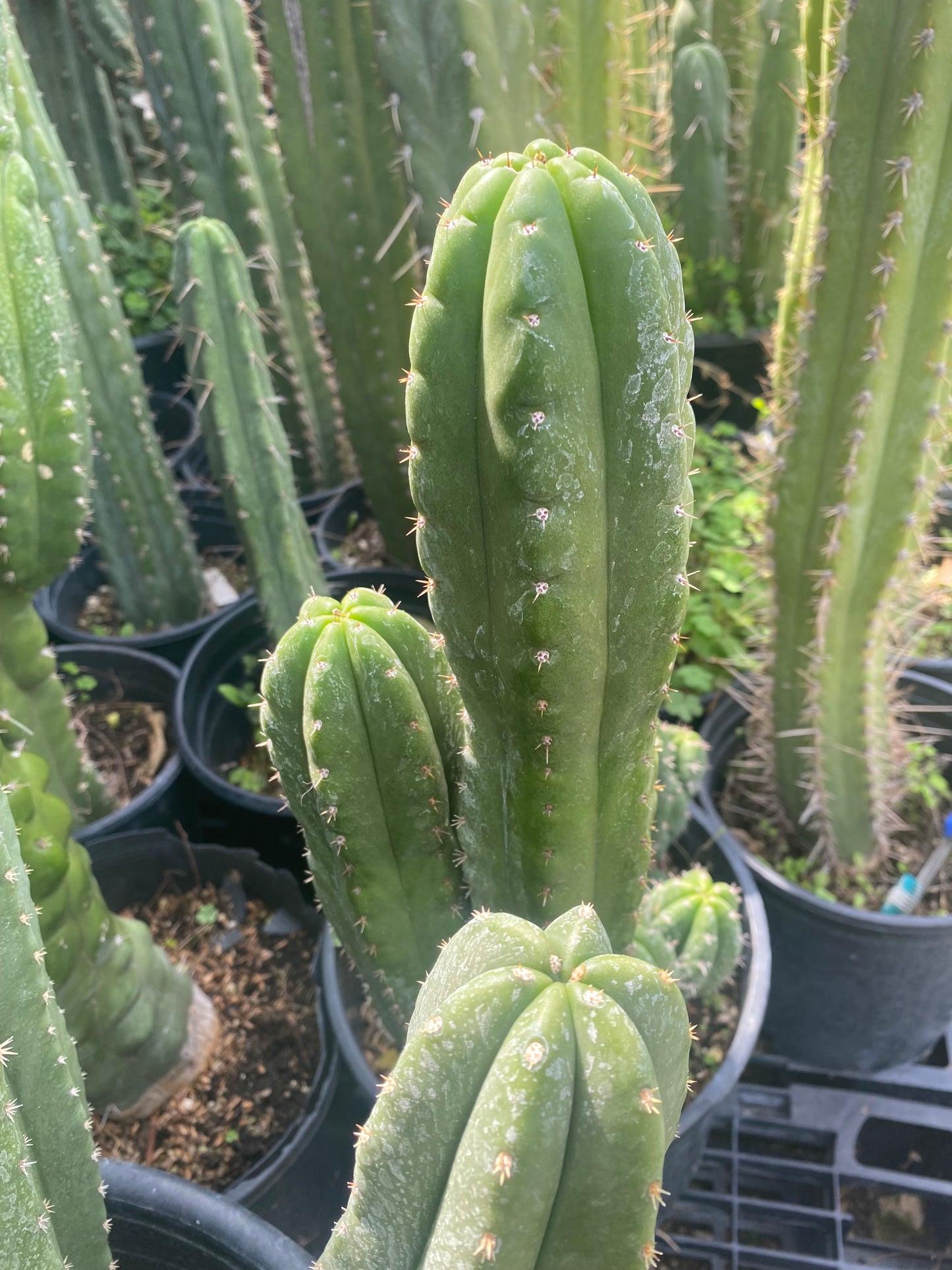 19” T. Pachanoi Monstrose Crest revert cutting