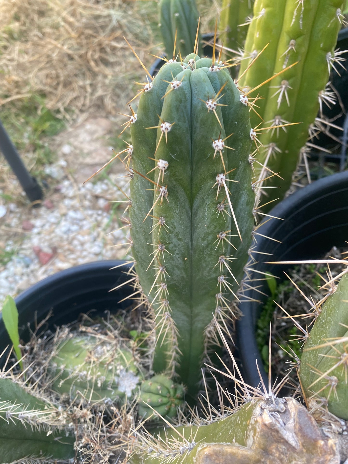 11” T. Pachanoi Matucana cutting