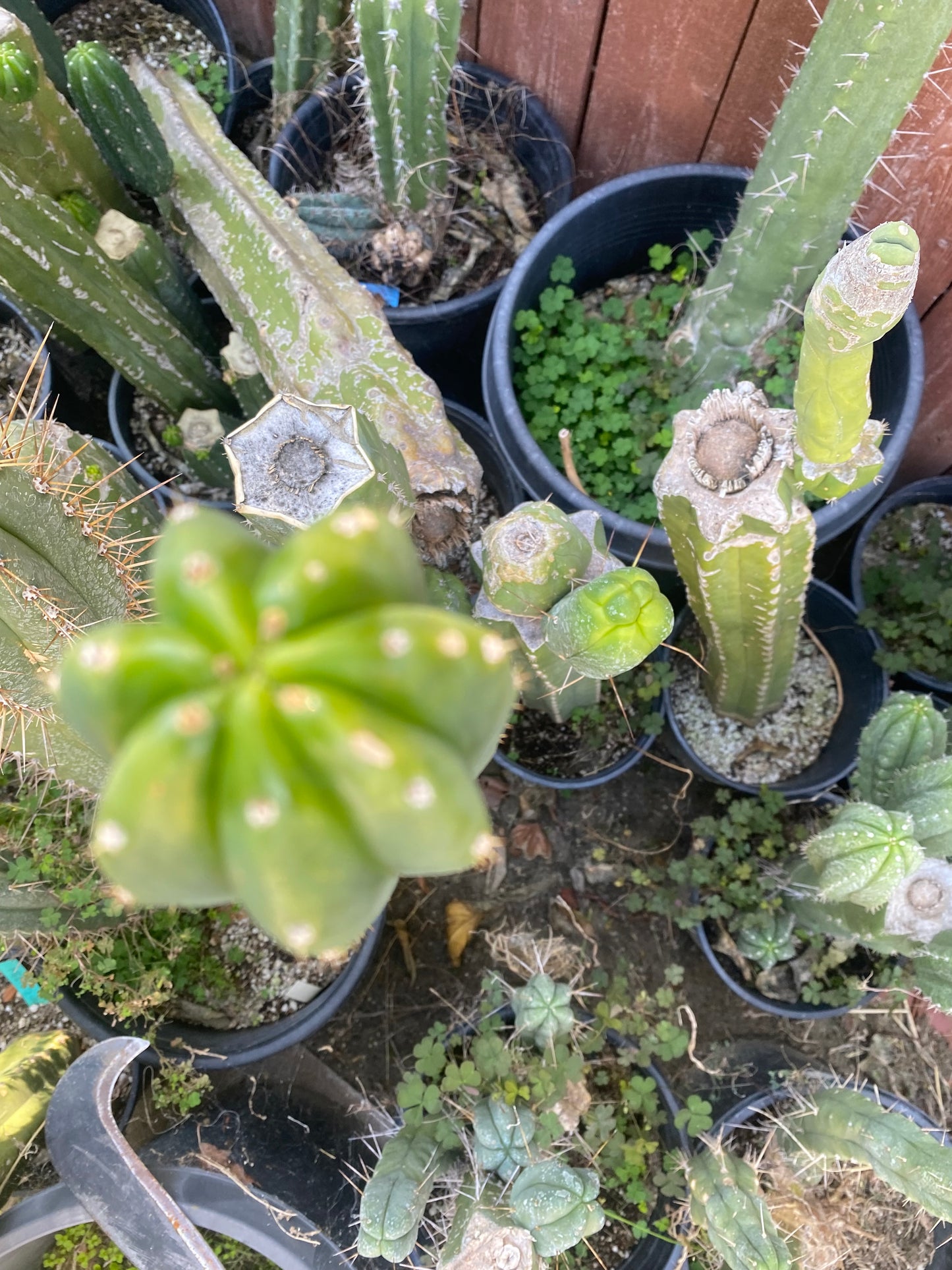 24” San Pedro top cutting