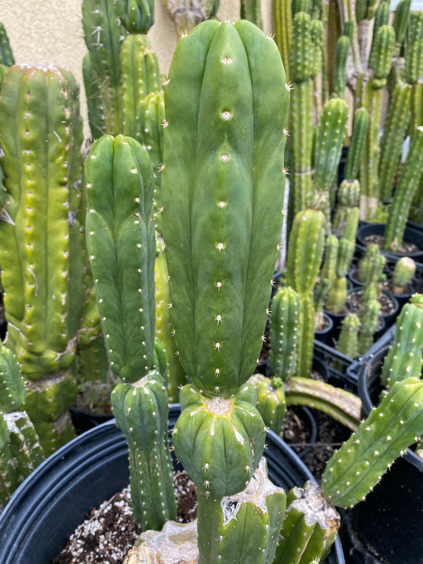 12” San Pedro top cutting