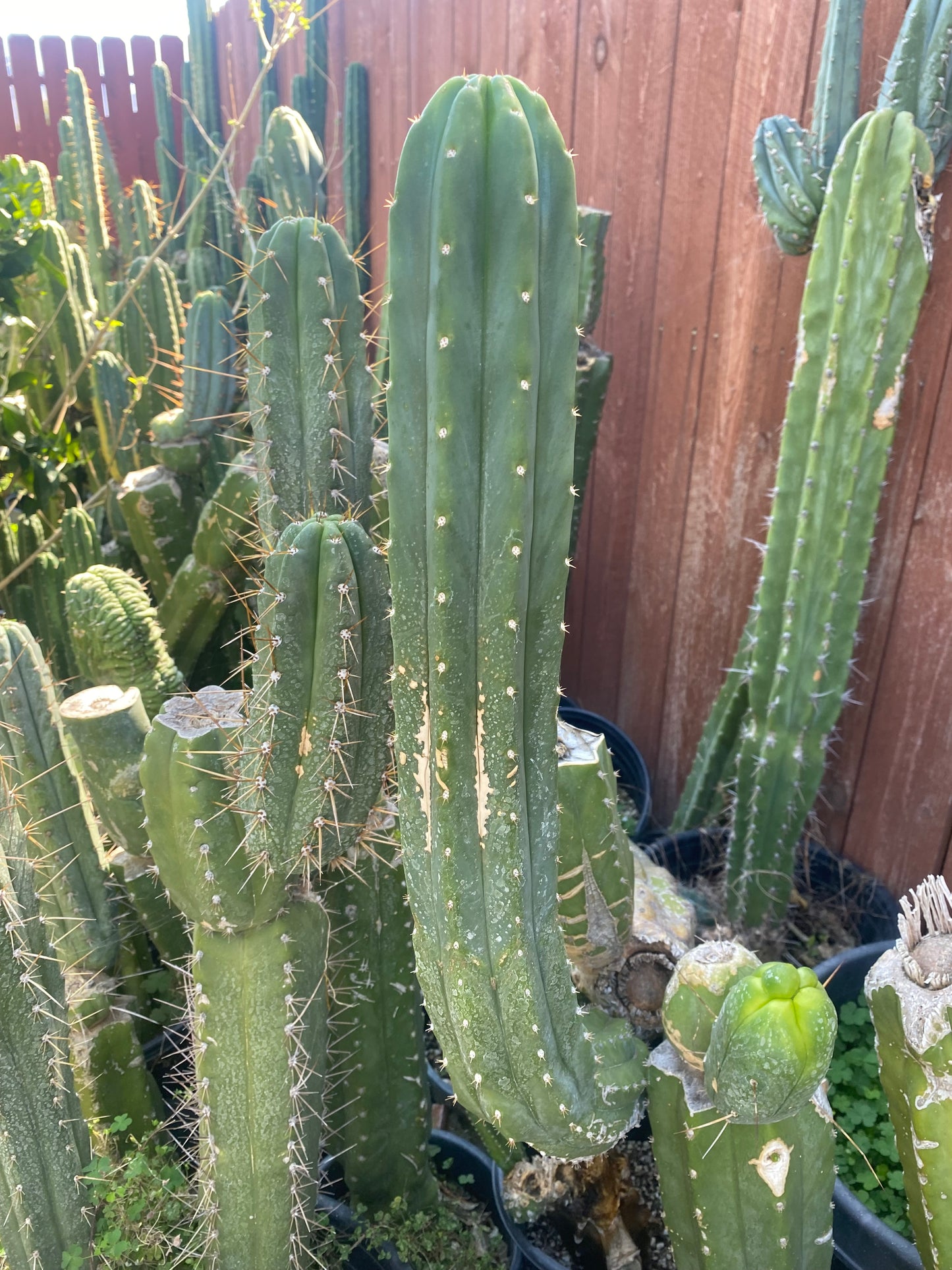 24” San Pedro top cutting