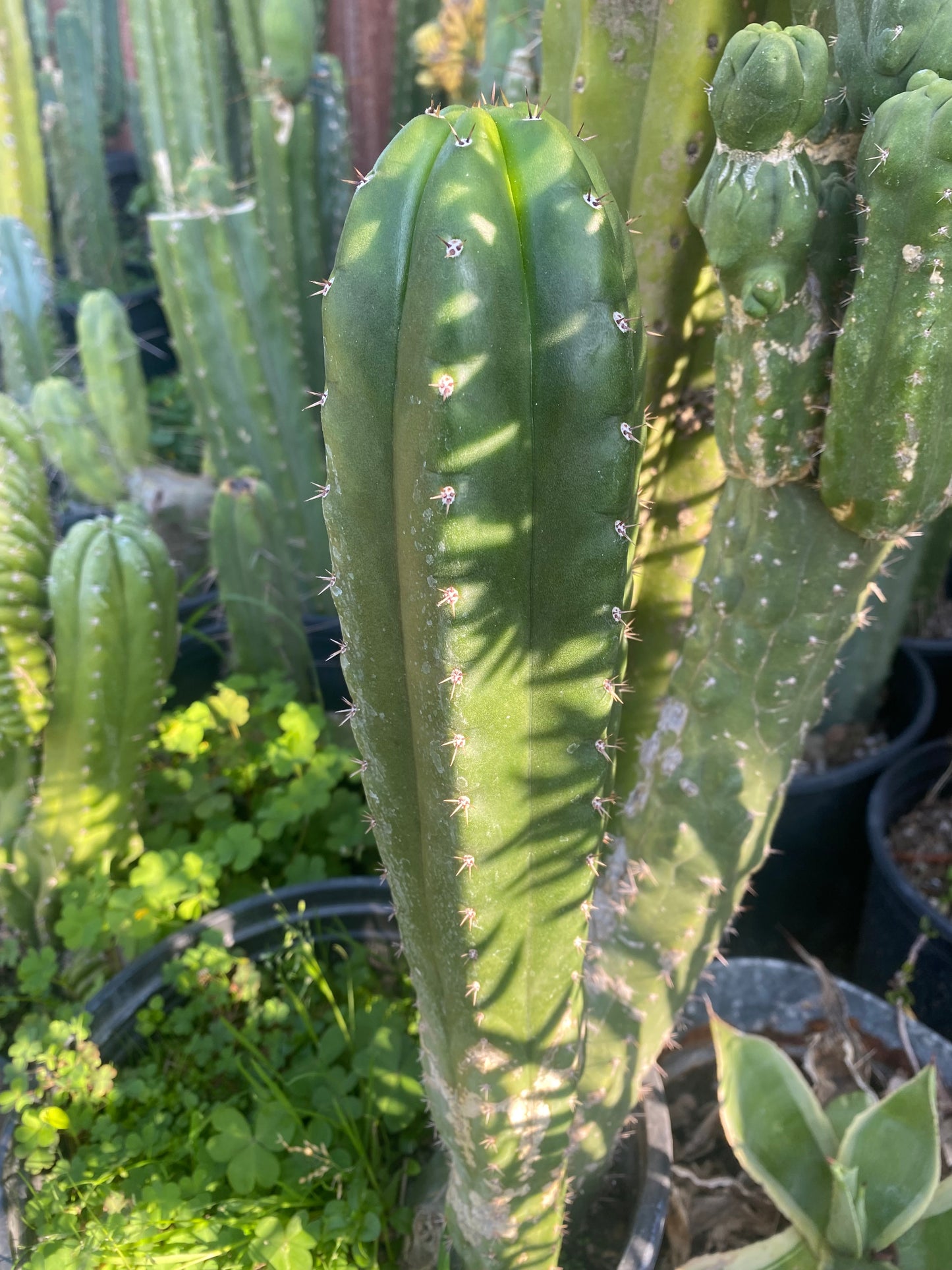 15” T. Pachanoi Monstrose Crest revert cutting