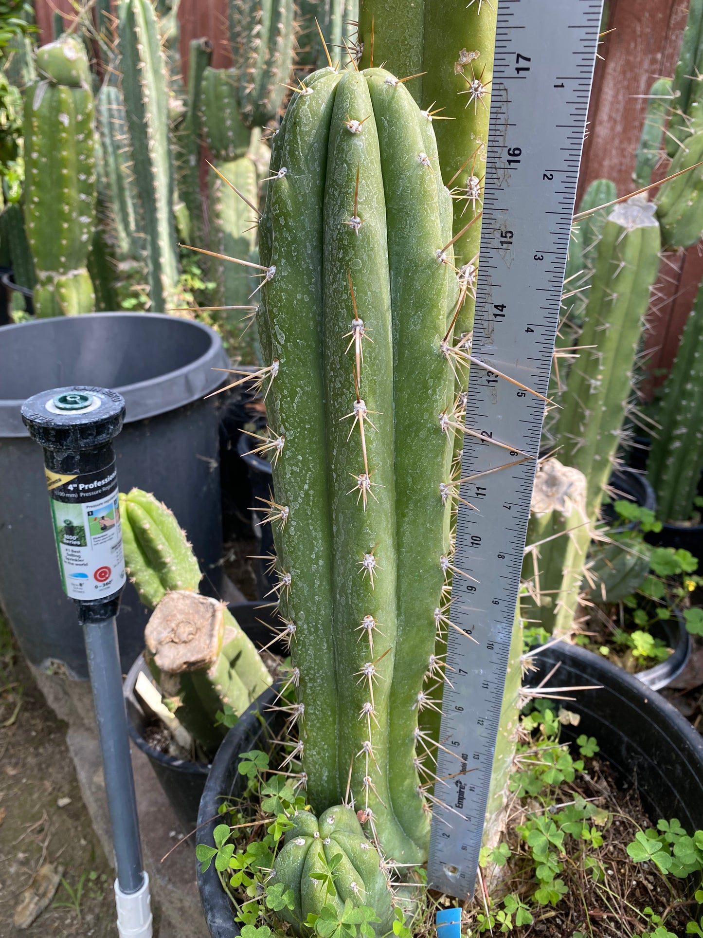17” T. Peruvianus 2983 cutting