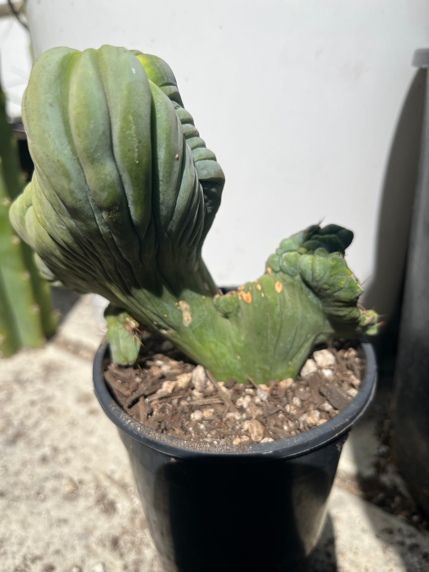 6” tall T. Bridgesii Monstrose Crest cutting