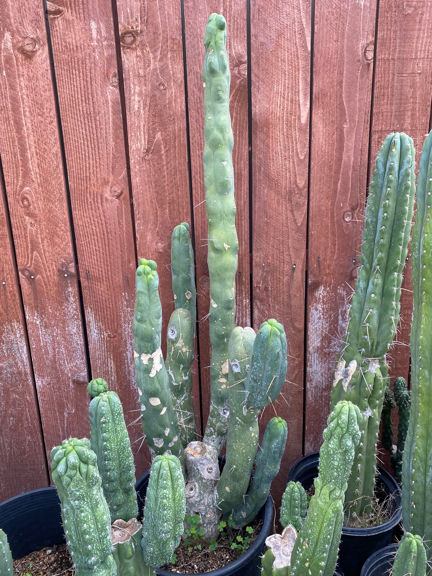 12” T. Bridgesii Monstrose Melted Wax cutting B29