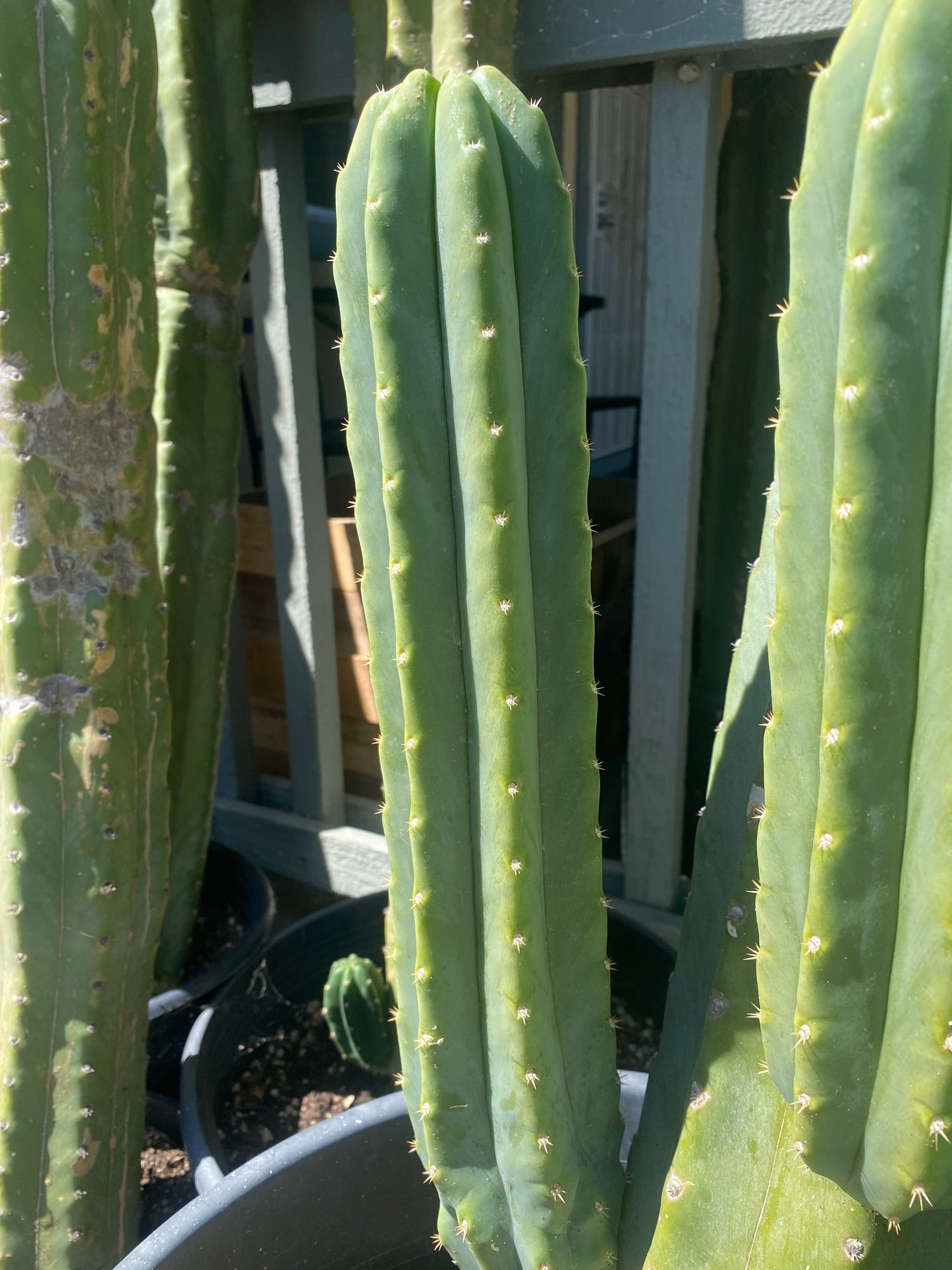 16 1/2” San Pedro top cutting