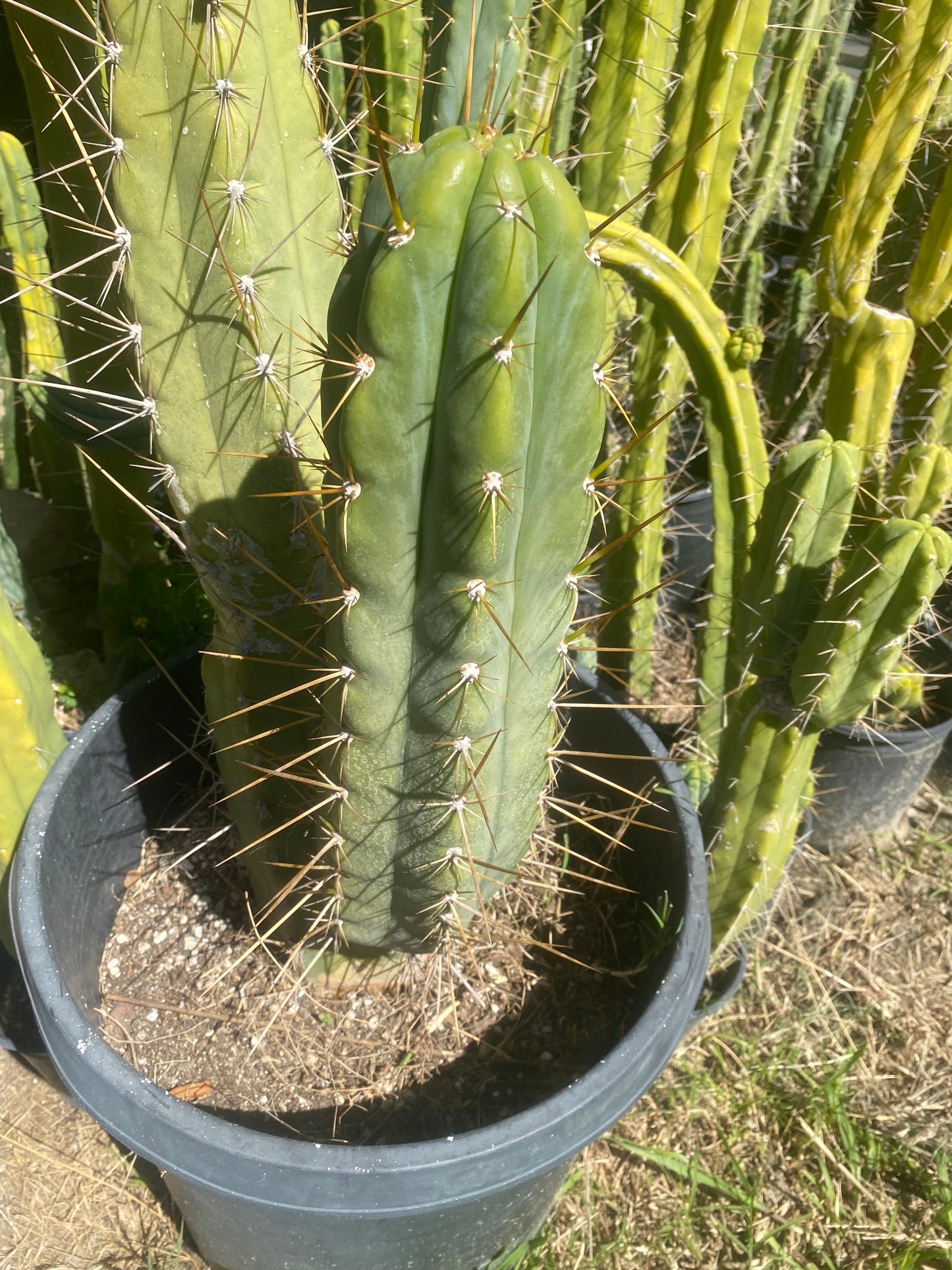 16” T. Peruvianus Rahuapampa