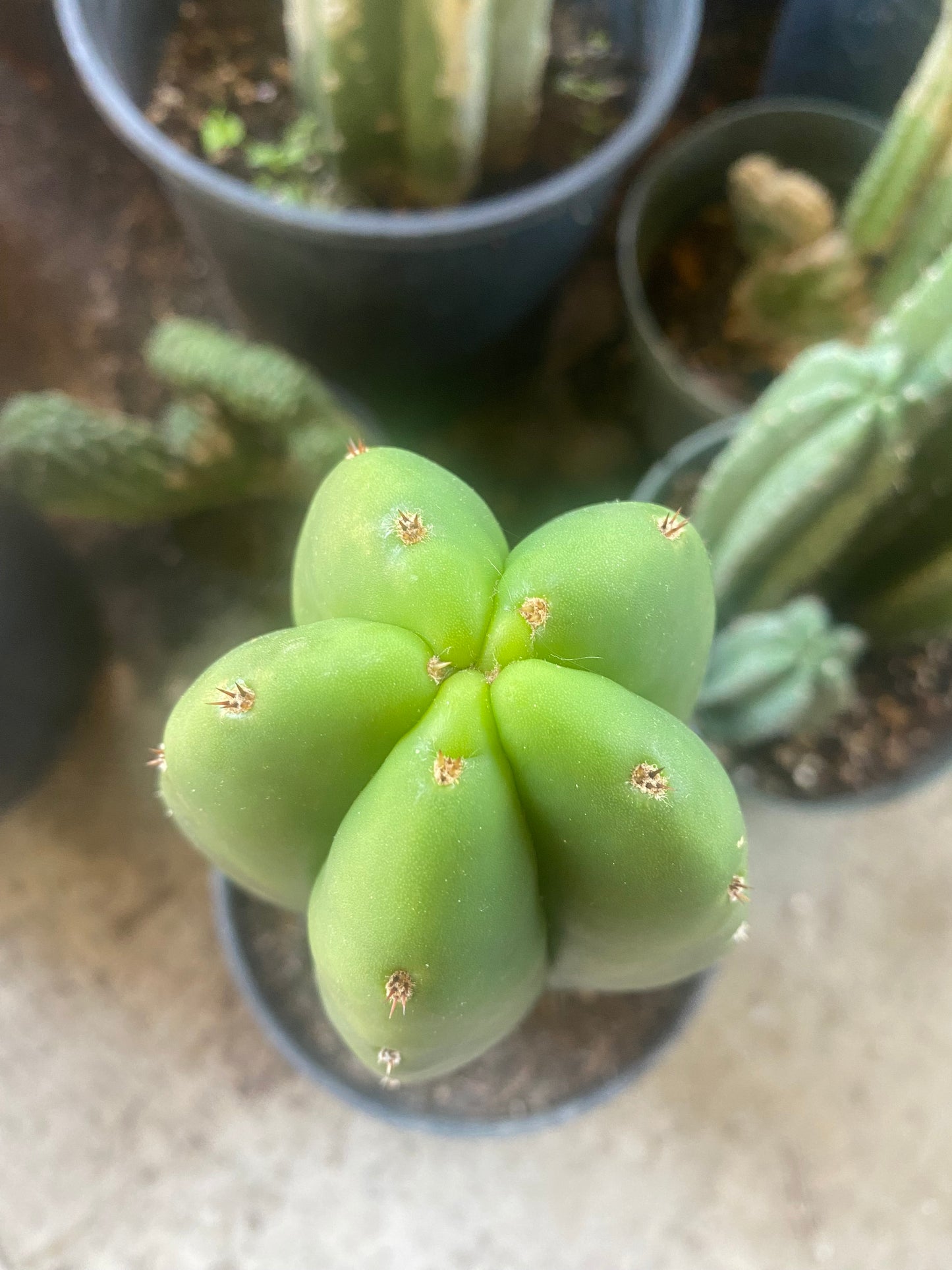 14 1/2” Huanucoensis x T. Scopulicola cutting
