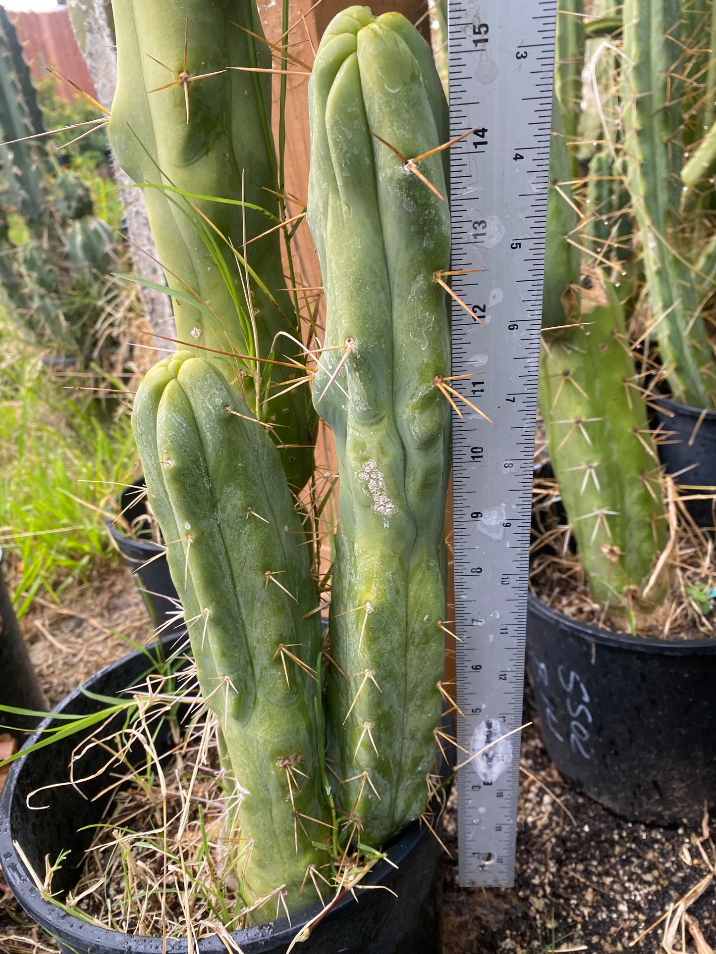 15” T. Bridgesii Monstrose Melted Wax Lotus Land cutting B22
