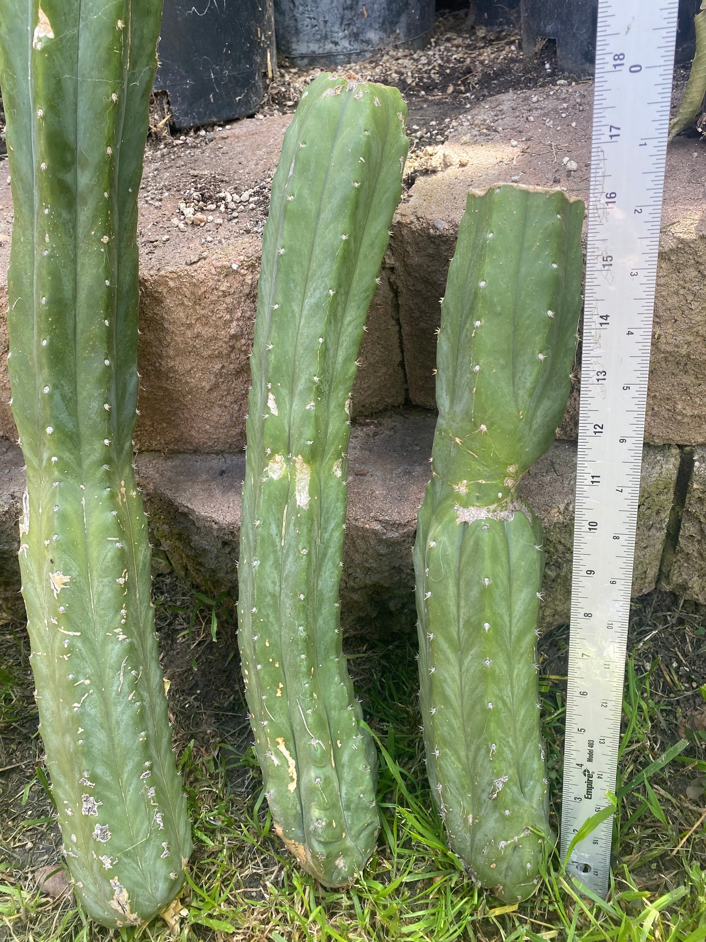 36” total San Pedro mix cuttings