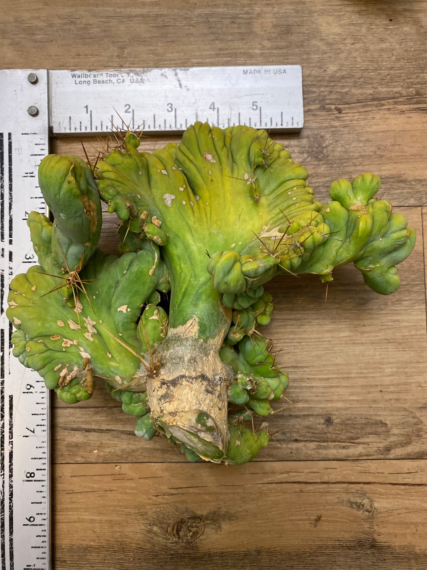 8 1/2” wide T. Bridgesii Monstrose Crest cutting with roots showing