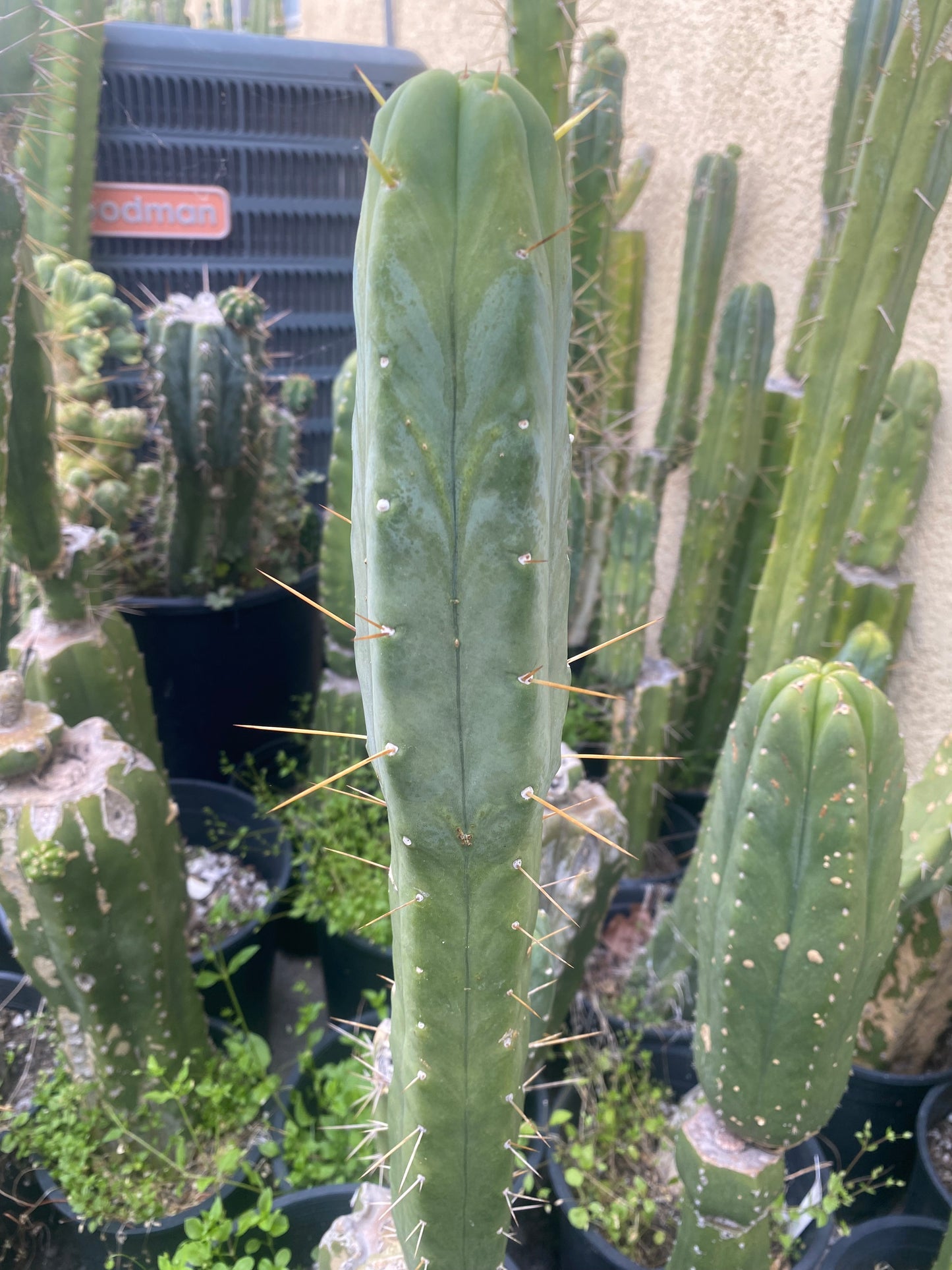 15 1/2” T. Bridgesii Wowie x T. Bridgesii SS02 cutting B17