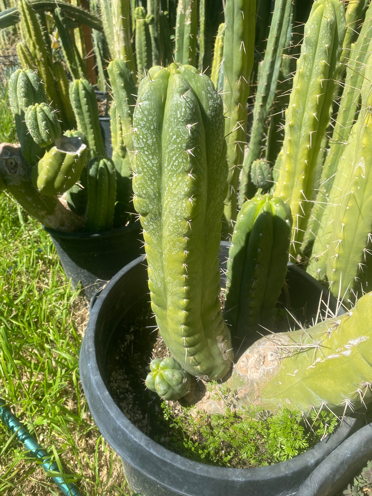 16” T. Pachanoi Monstrose cutting