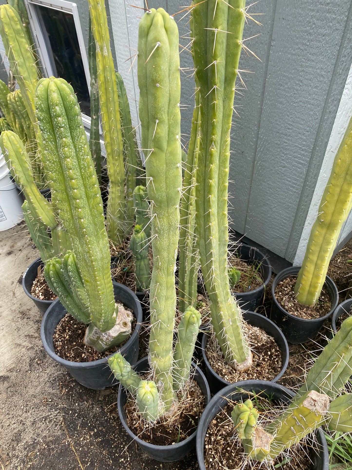 14 1/2” T. Bridgesii Monstrose Melted Wax like cutting