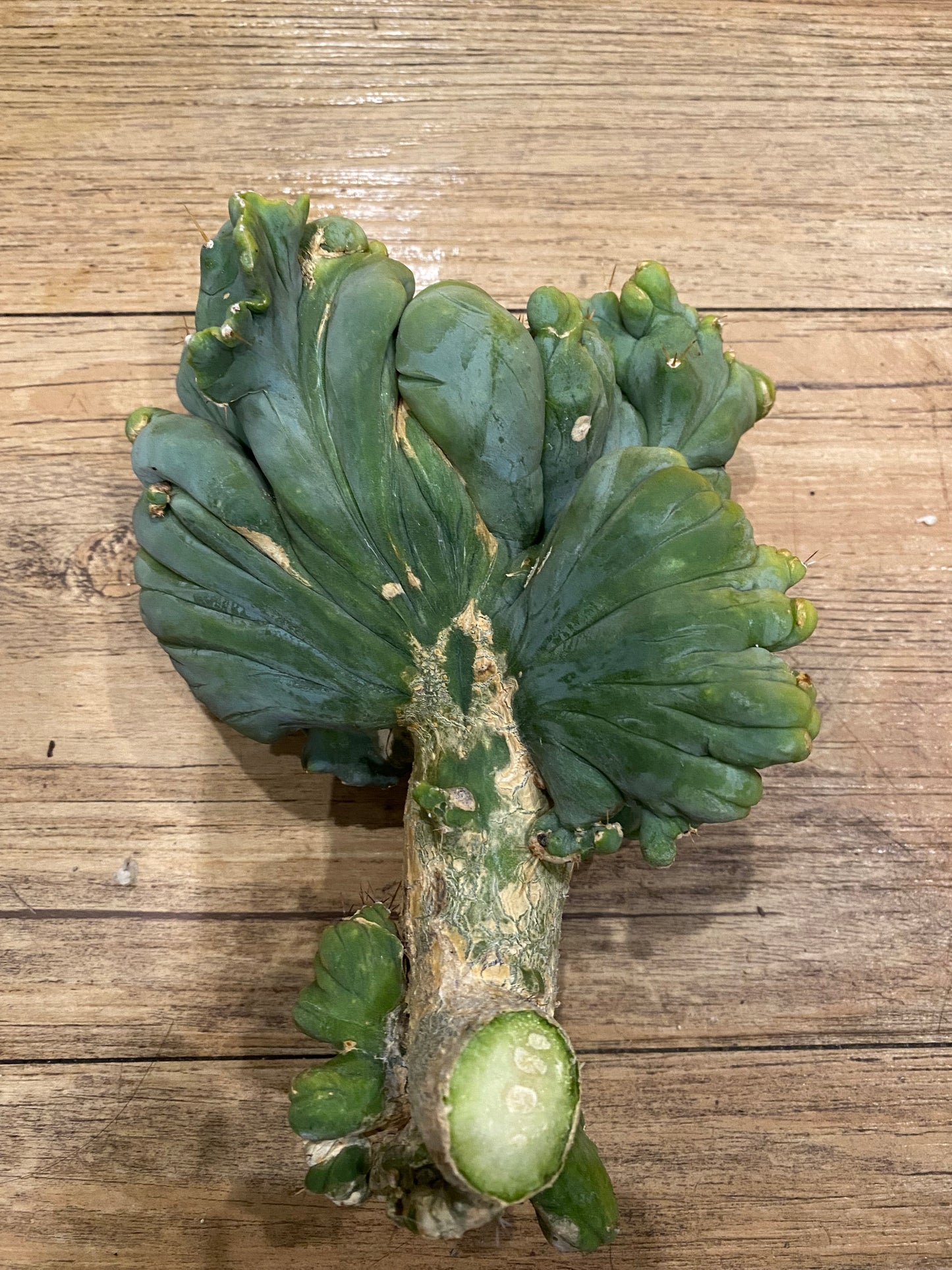 7” tall T. Bridgesii Monstrose Crest cutting