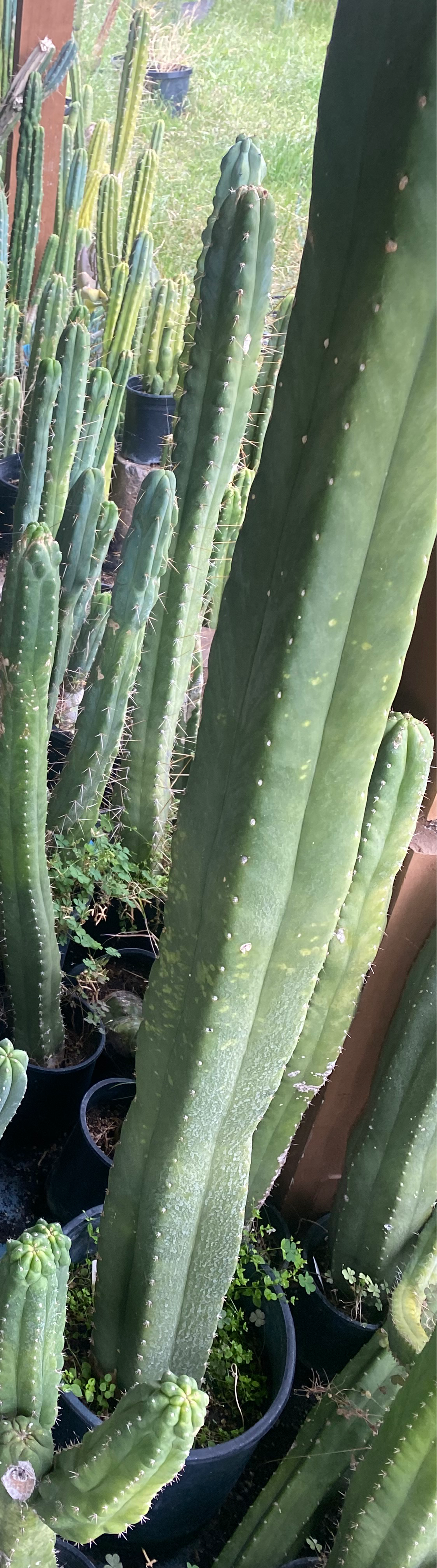 14 1/2” Huanucoensis x T. Scopulicola cutting