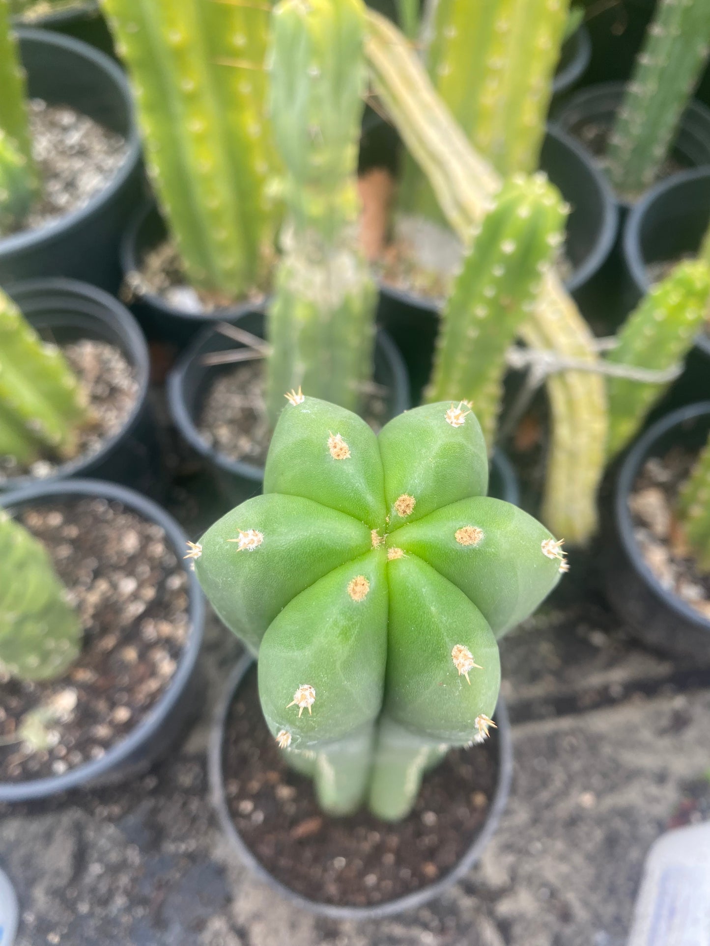 18” T. Pachanoi Cordobensis cutting