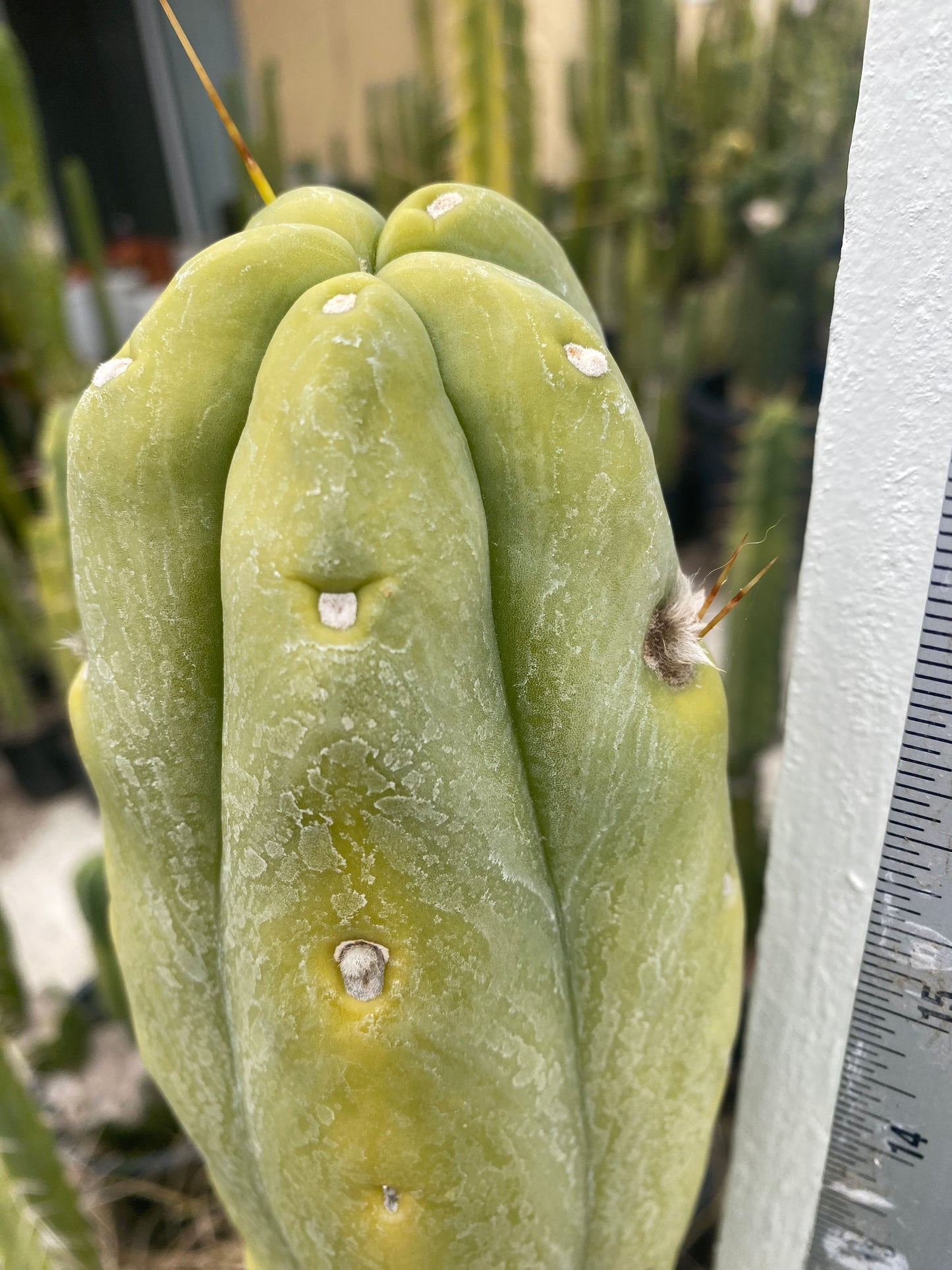 18” T. Bridgesii cutting B01 flowering tip
