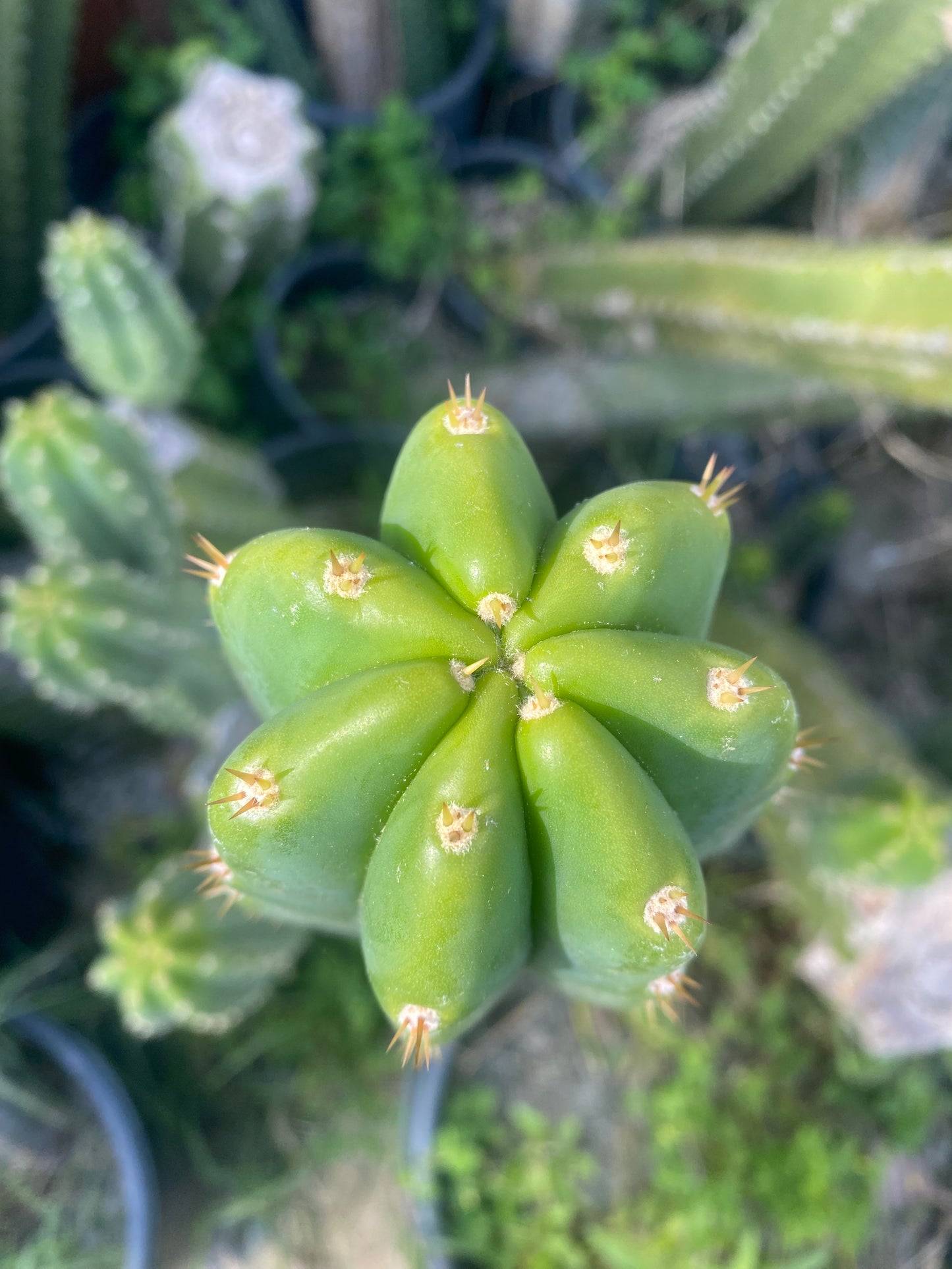 13” San Pedro top cutting