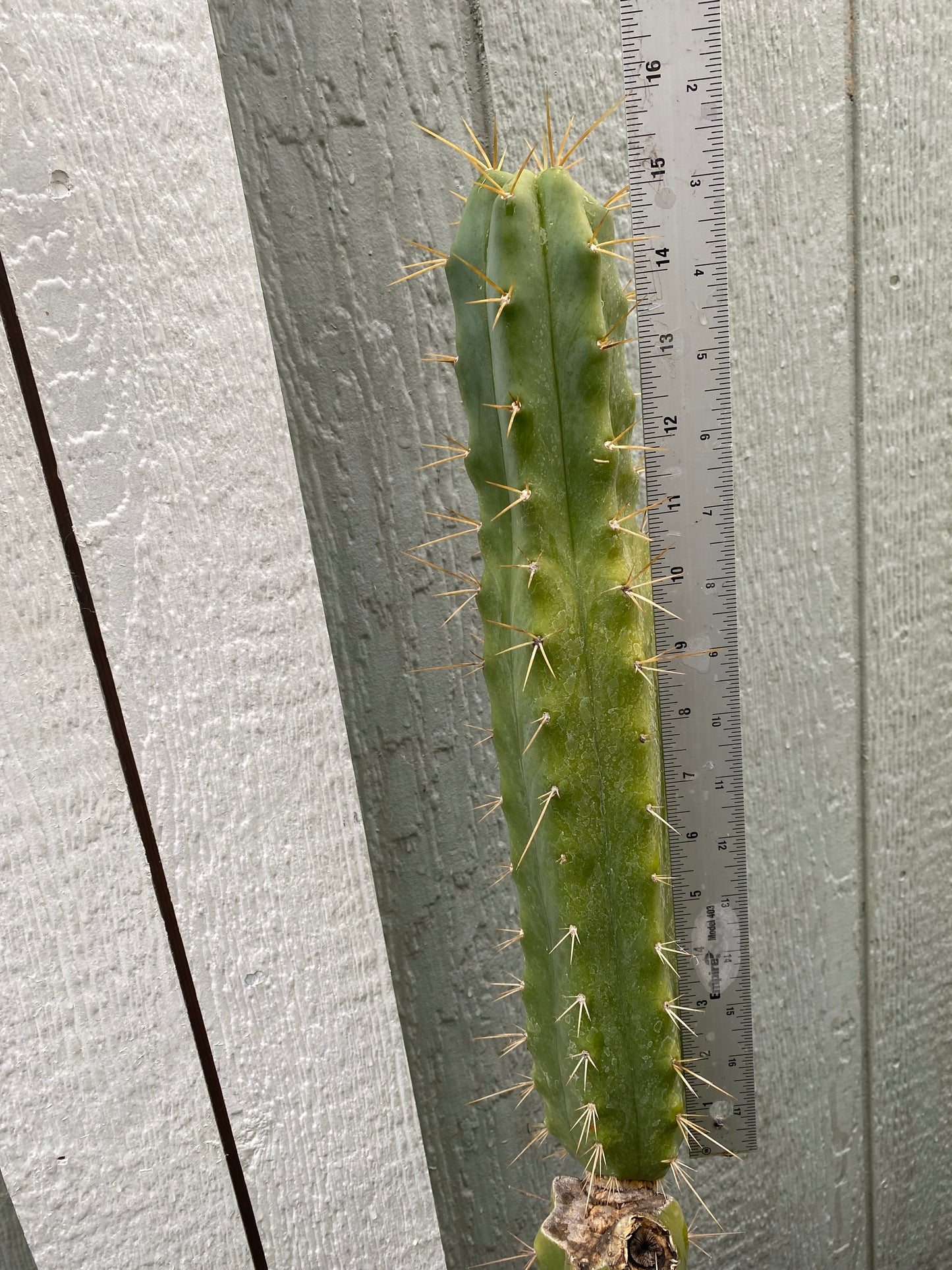 15” T. Bridgesii Kakteen.K. cutting B41