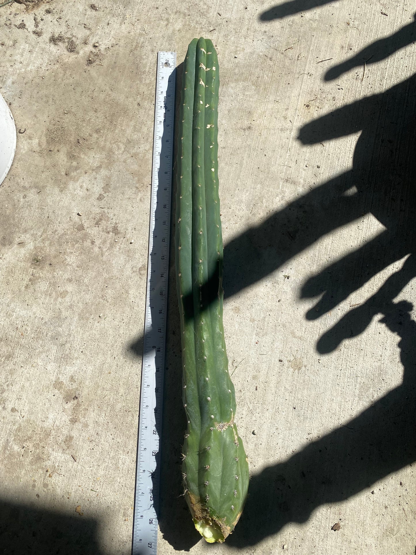 26 1/2” San Pedro top cutting