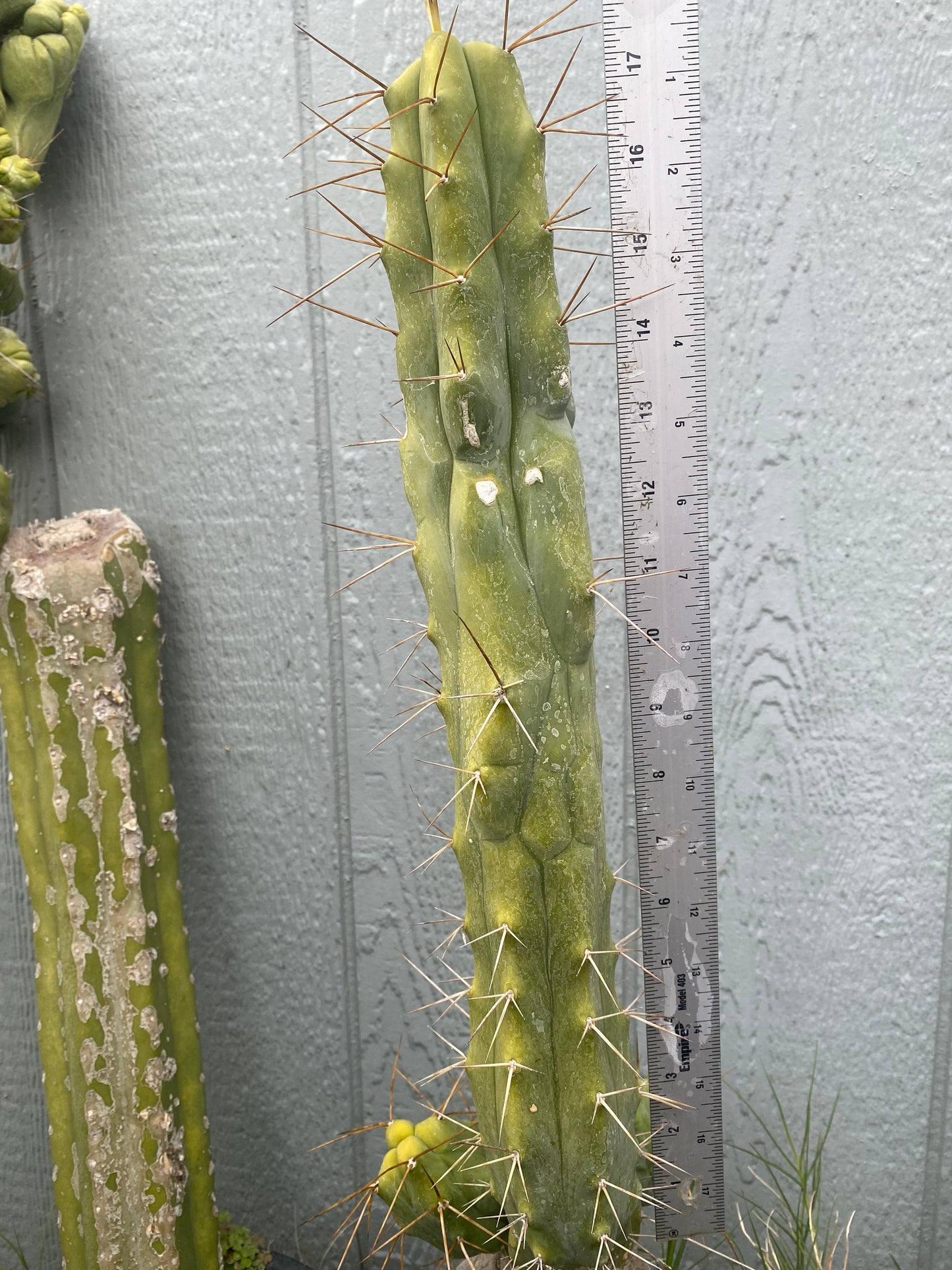 17 1/2” T. Bridgesii cutting B08