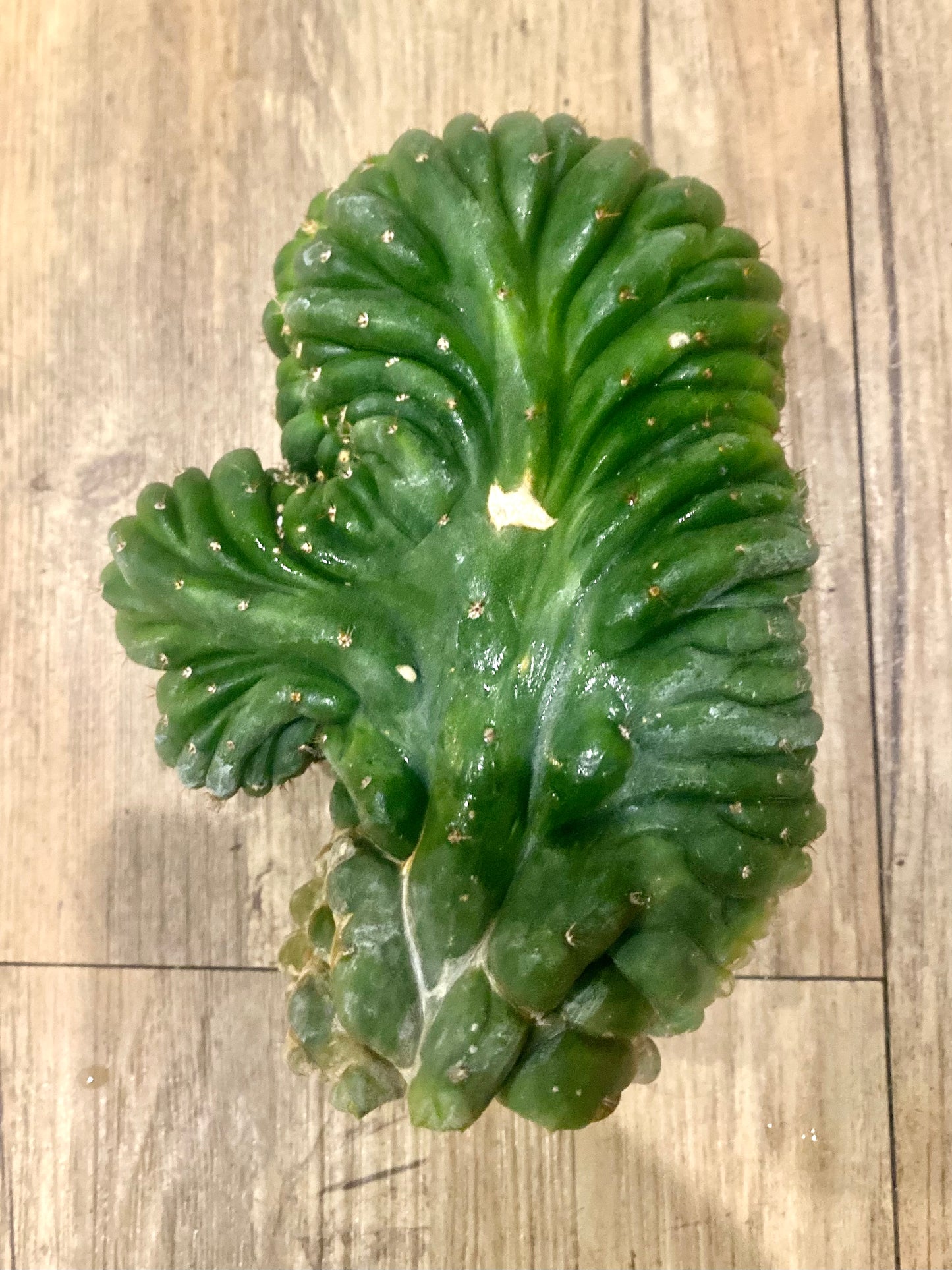 T. Pachanoi Monstrose Crest cutting