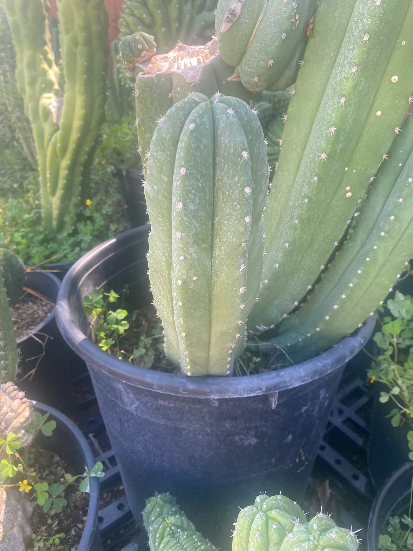 13” T. Pachanoi Cordobensis cutting
