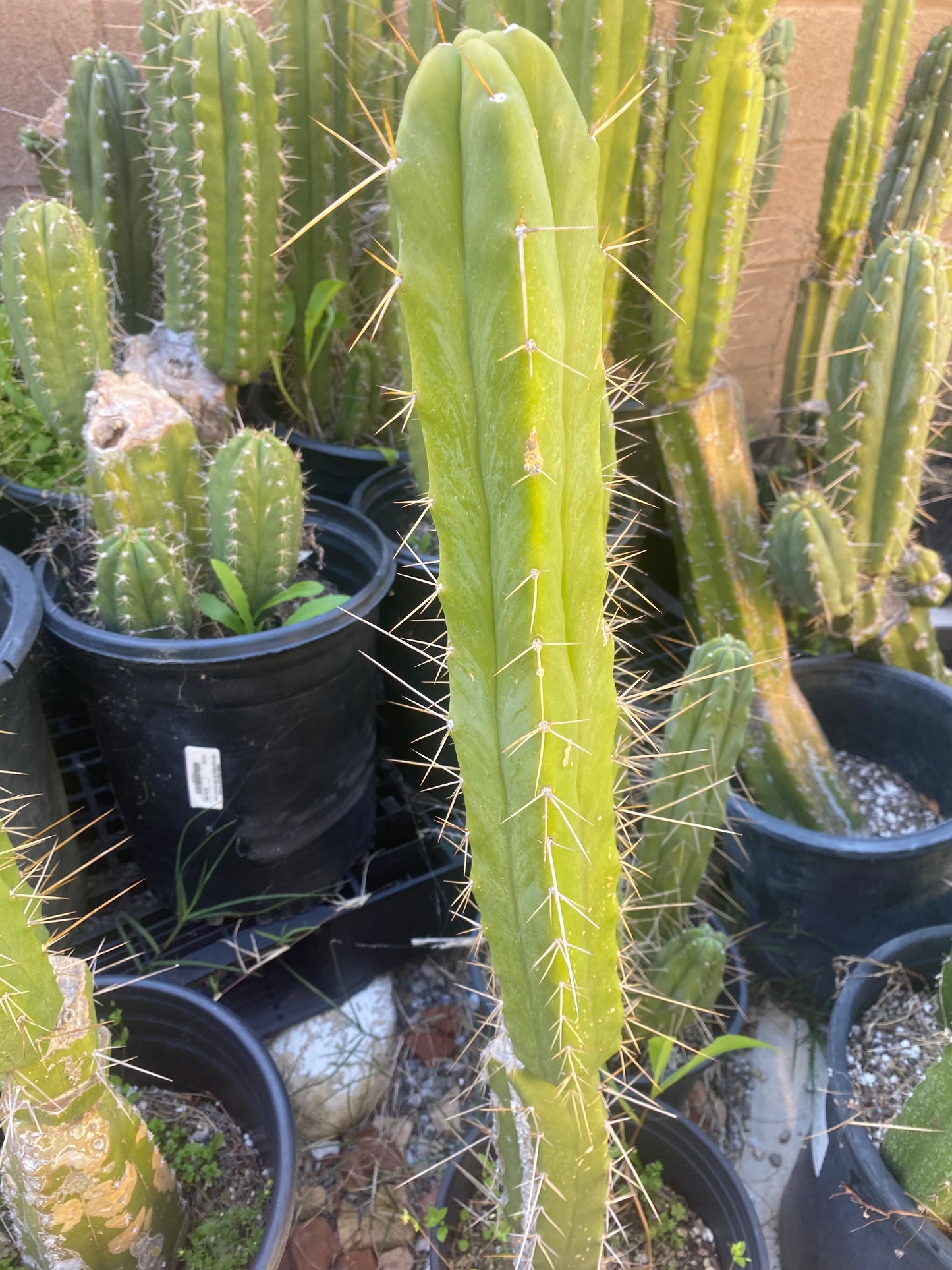 18” T. Bridgesii cutting B02