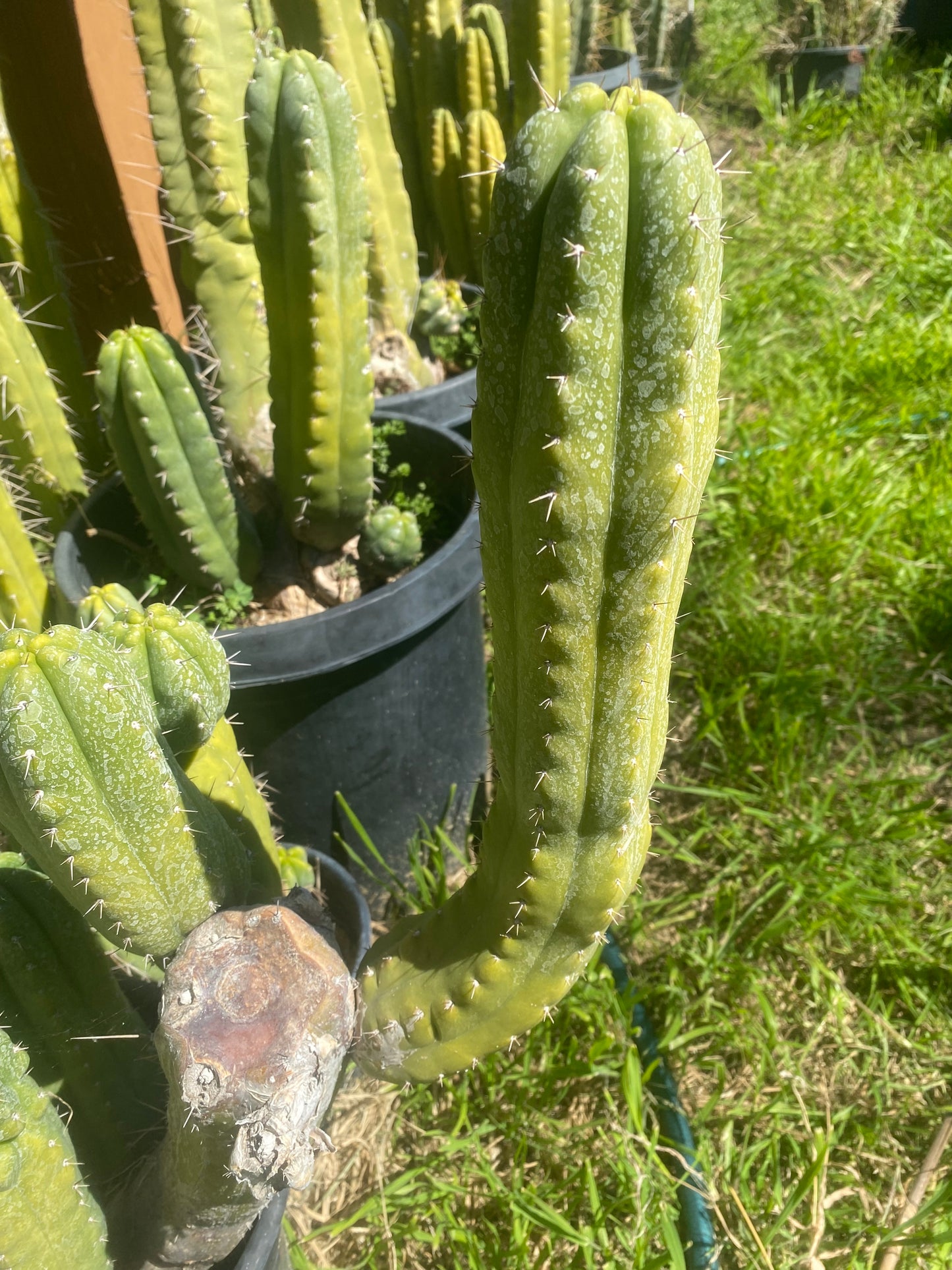 15” Pachanoi Monstrose clone B cutting