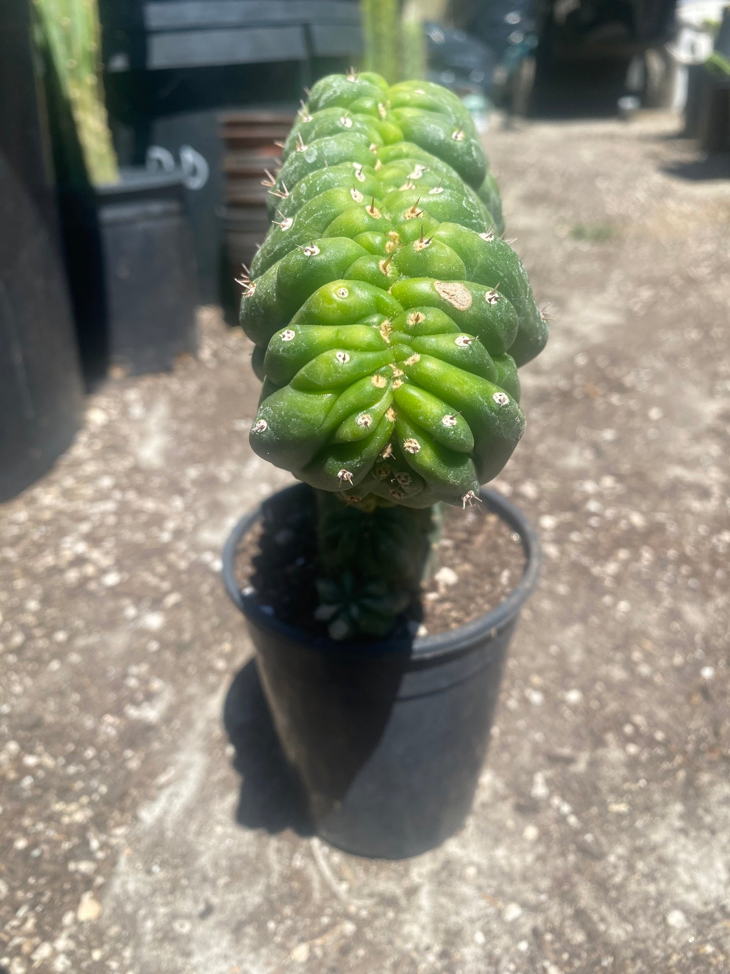 T. Pachanoi Monstrose Crest cutting