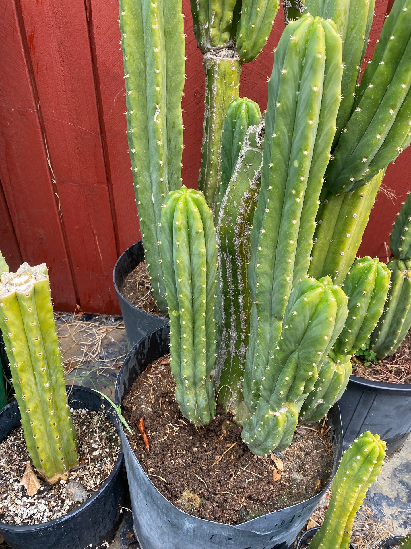 16” San Pedro top cutting