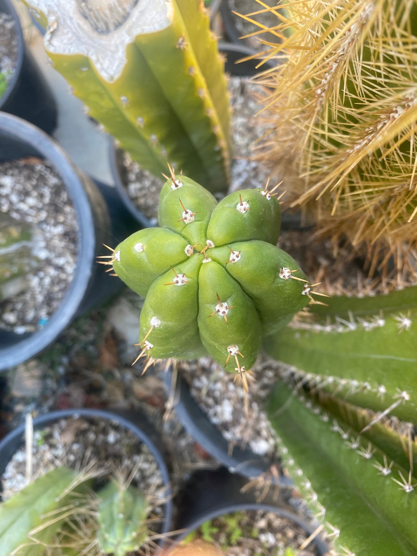 14 1/2” T. Pachanoi Monstrose Crest revert cutting