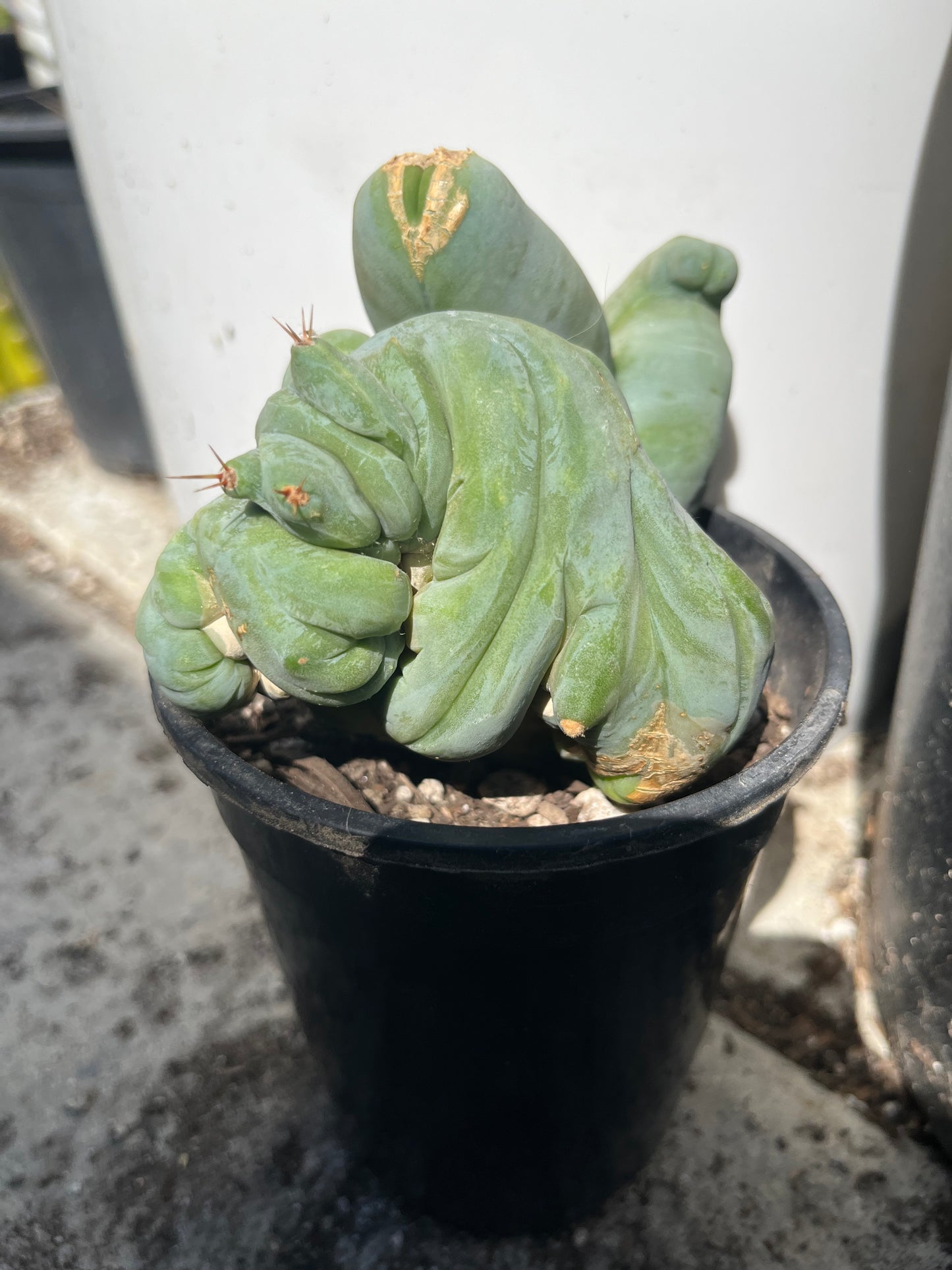 4” tall T. Bridgesii Monstrose Crest cutting