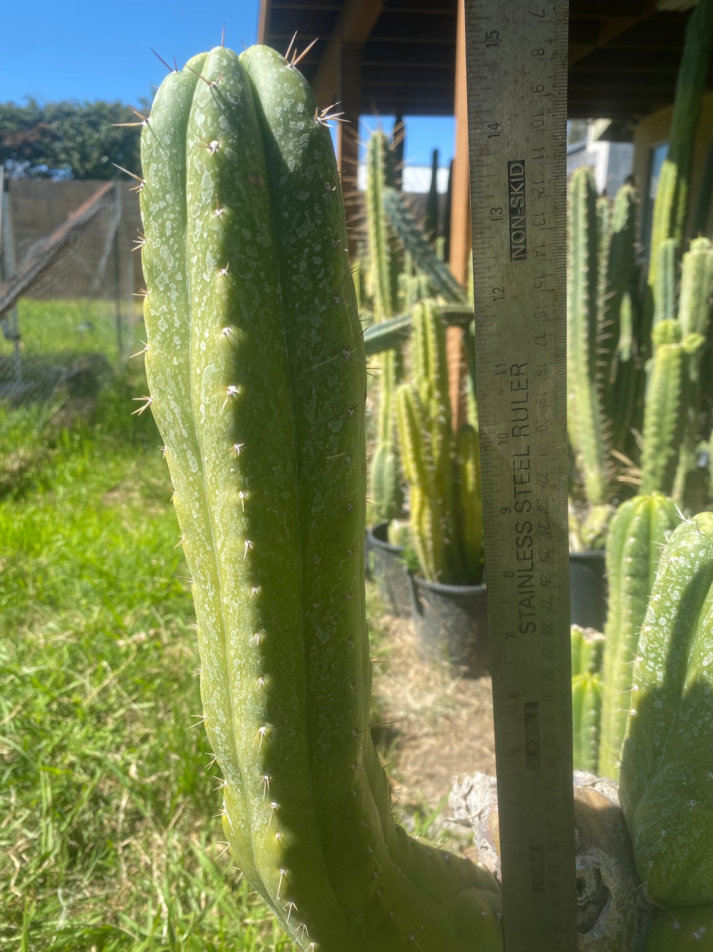 15” Pachanoi Monstrose clone B cutting