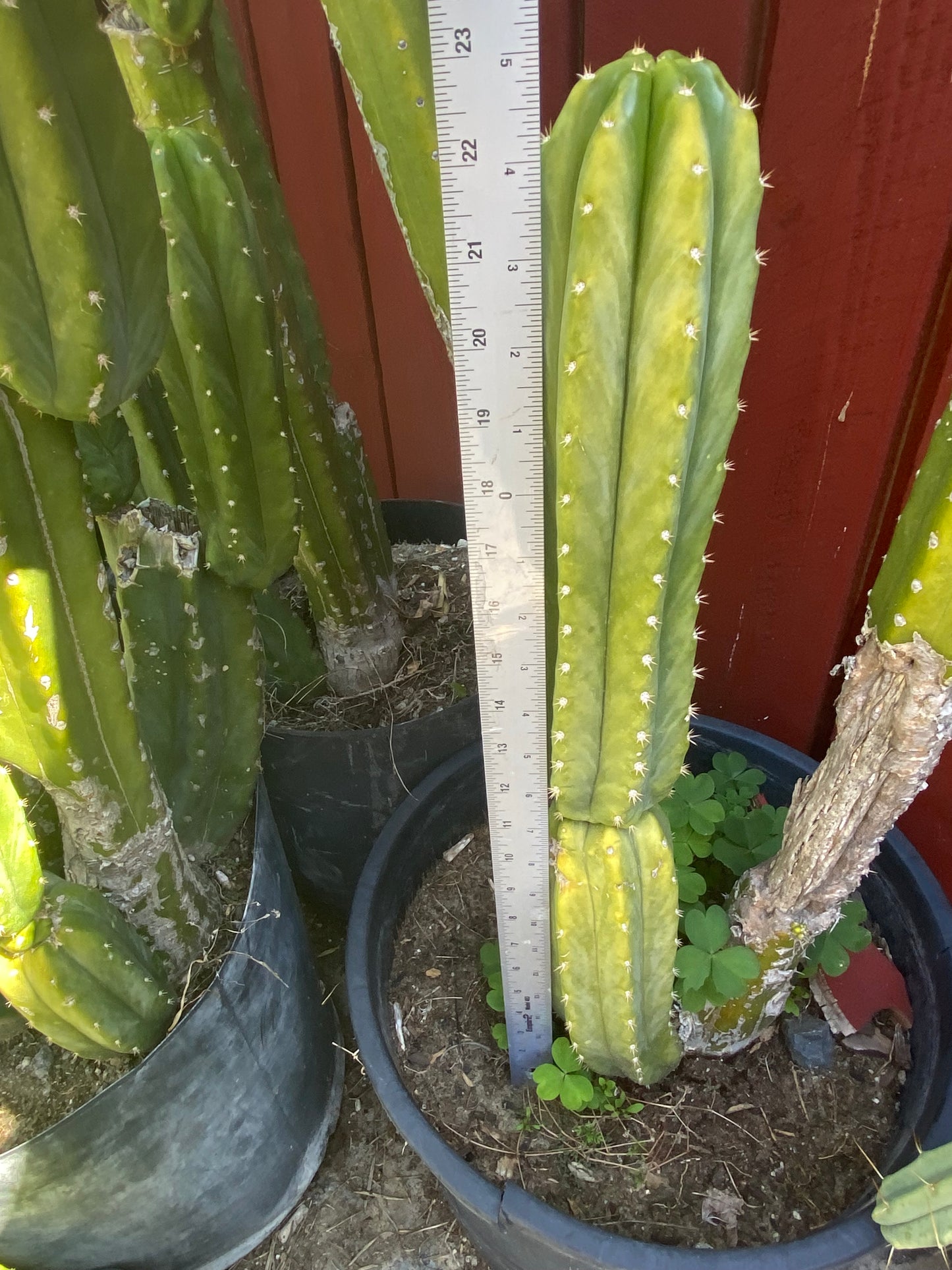 24” San Pedro top cutting