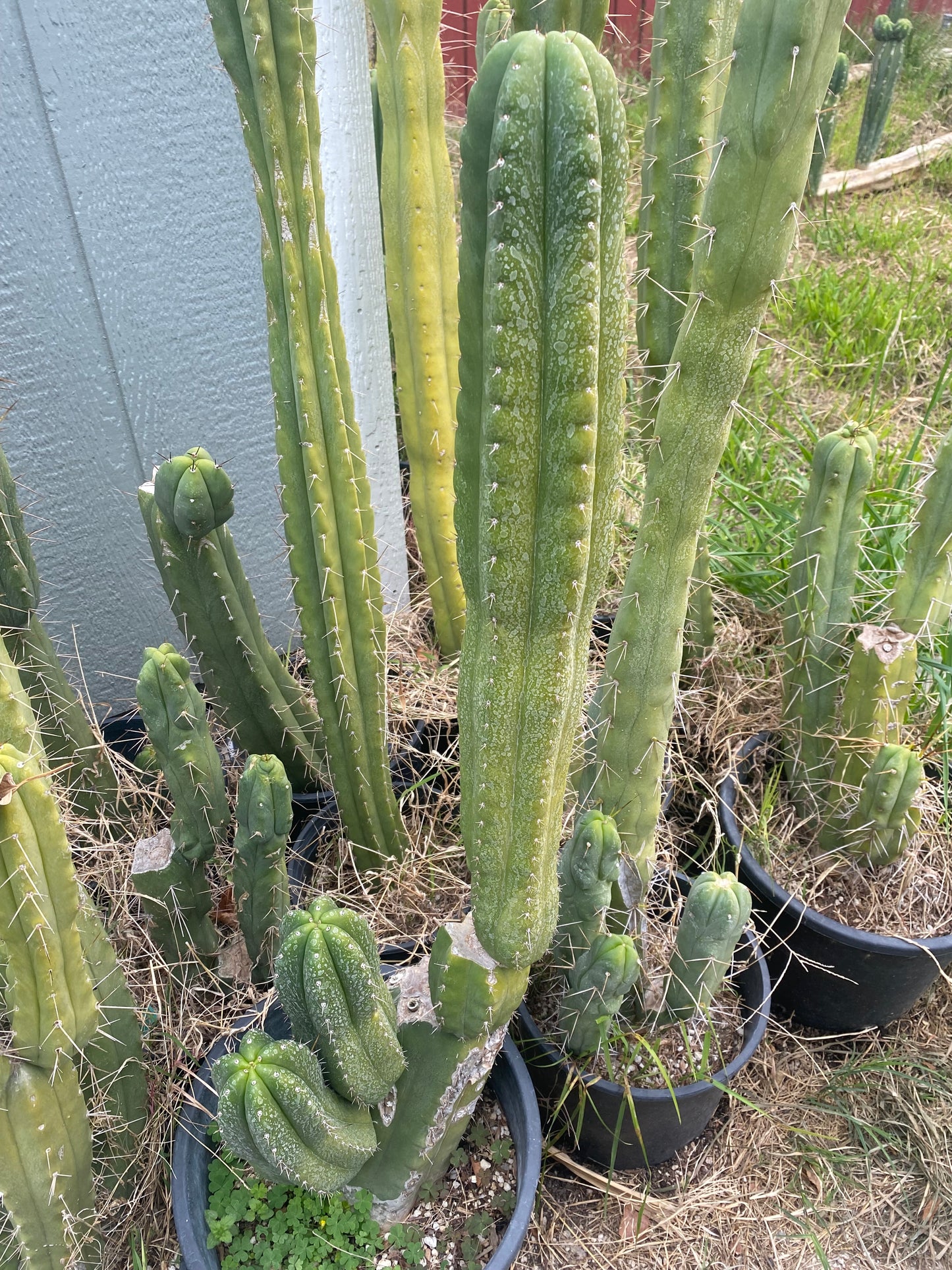 24” T. Pachanoi Monstrose Crest revert cutting