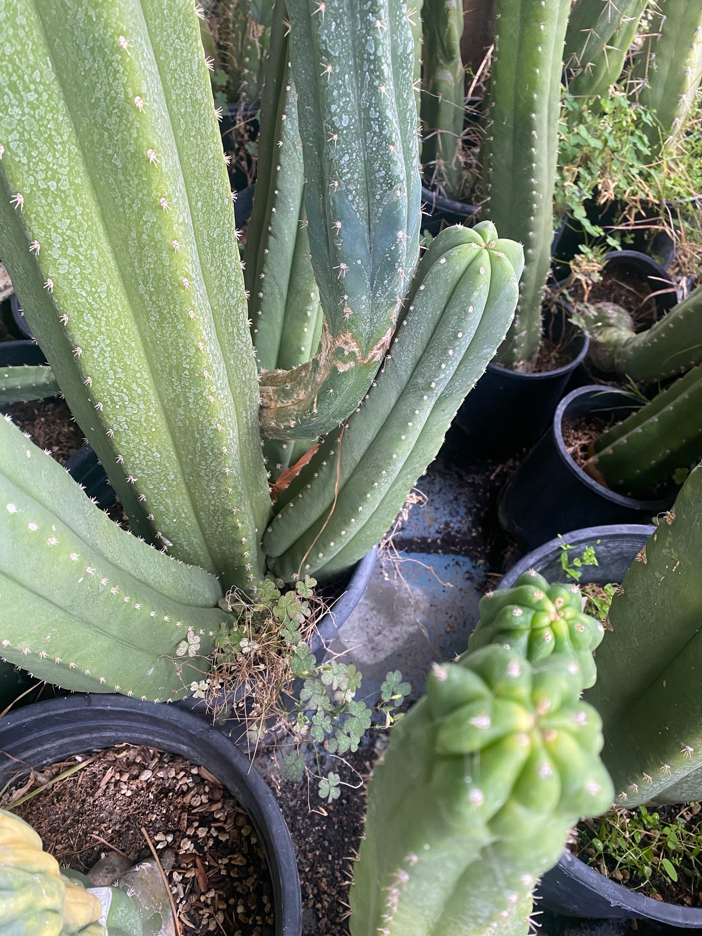 18” T. Pachanoi Cordobensis cutting