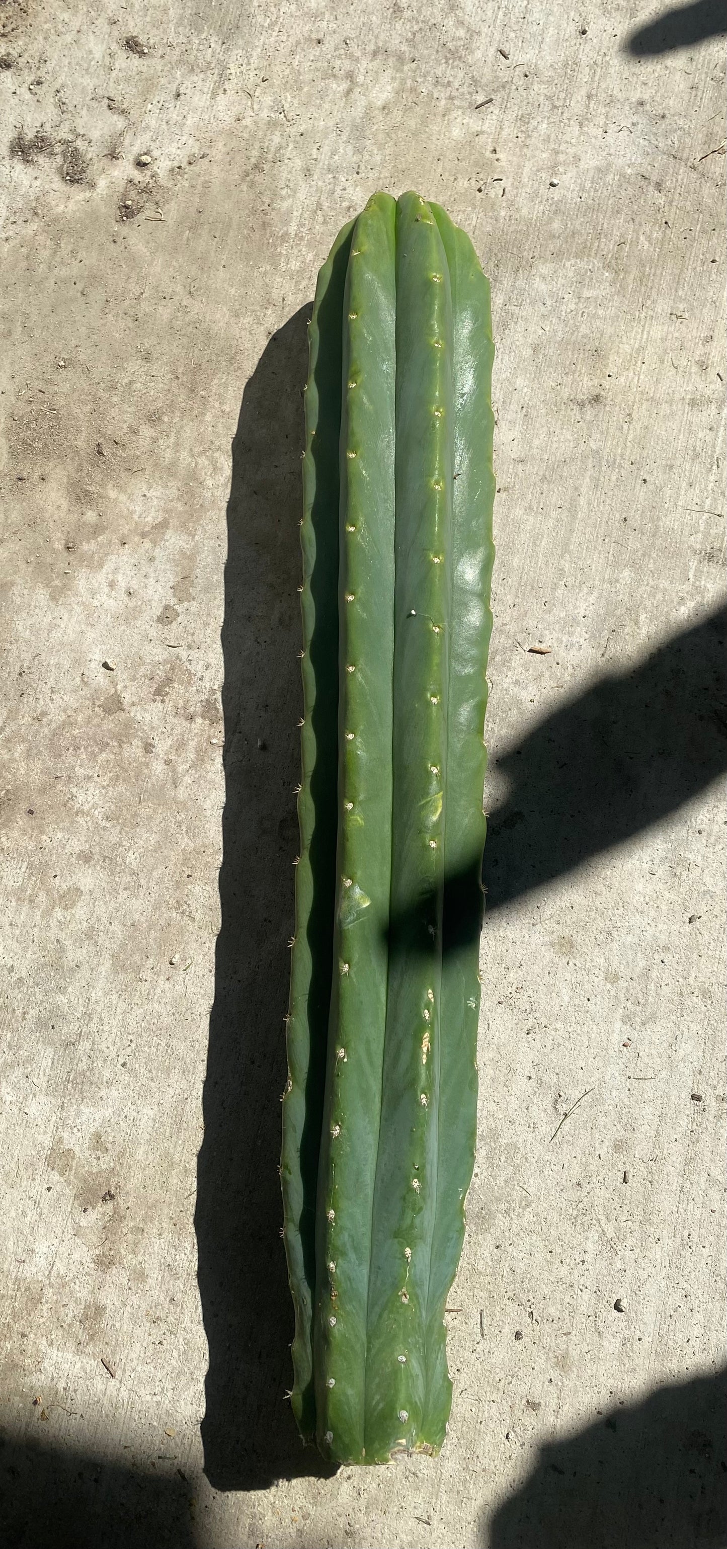 22” San Pedro top cutting