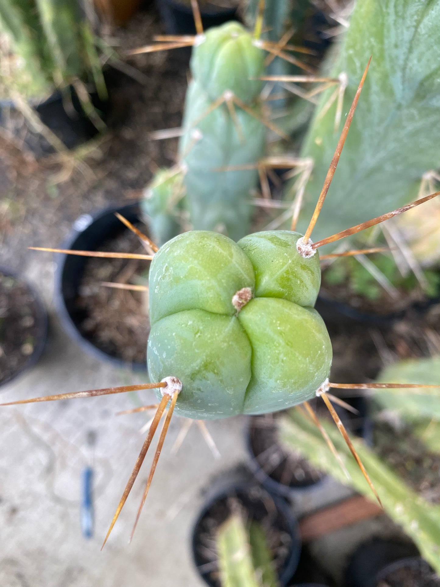 14” T. Bridgesii Monstrose Melted Wax like cutting
