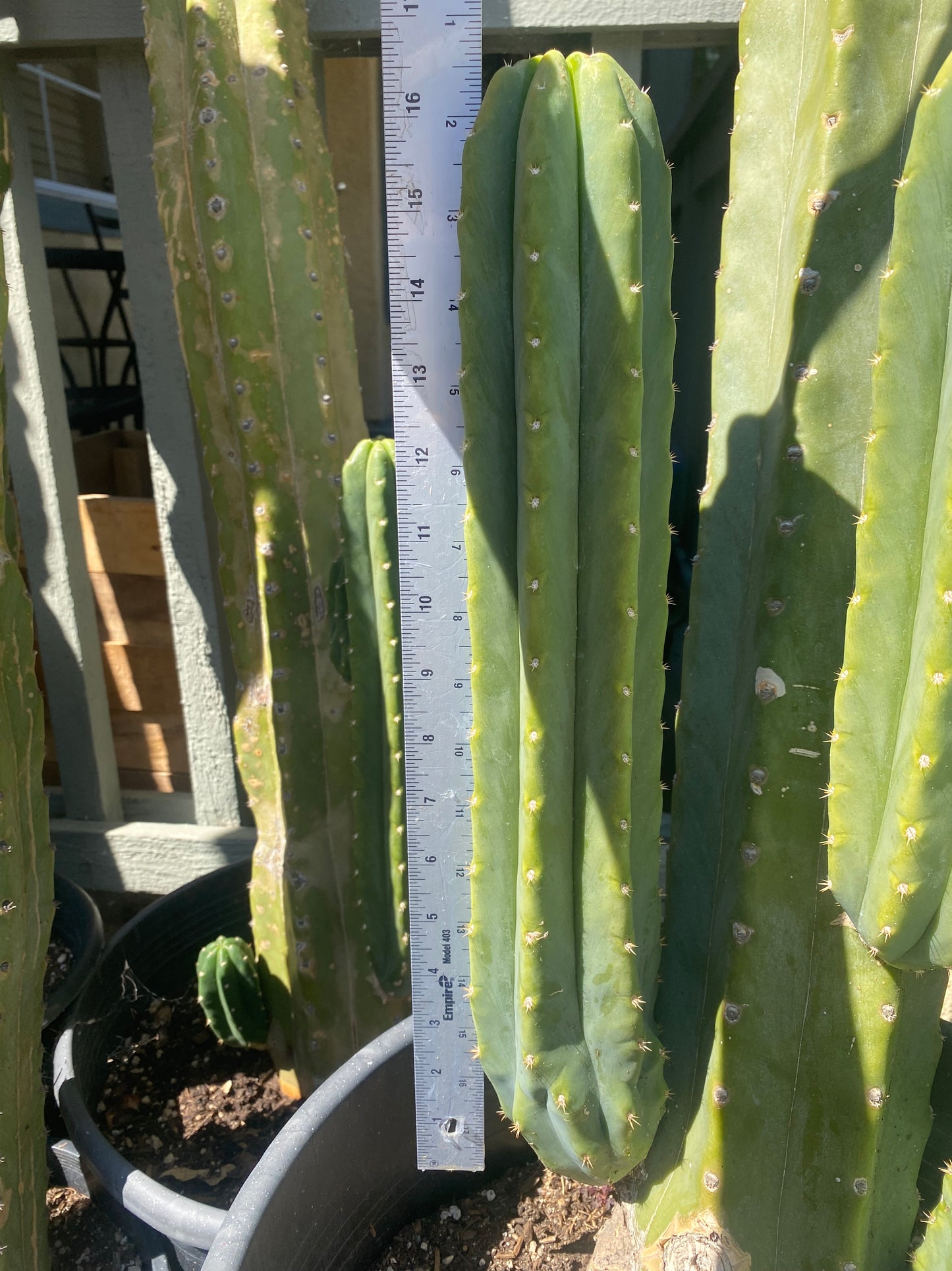 16 1/2” San Pedro top cutting