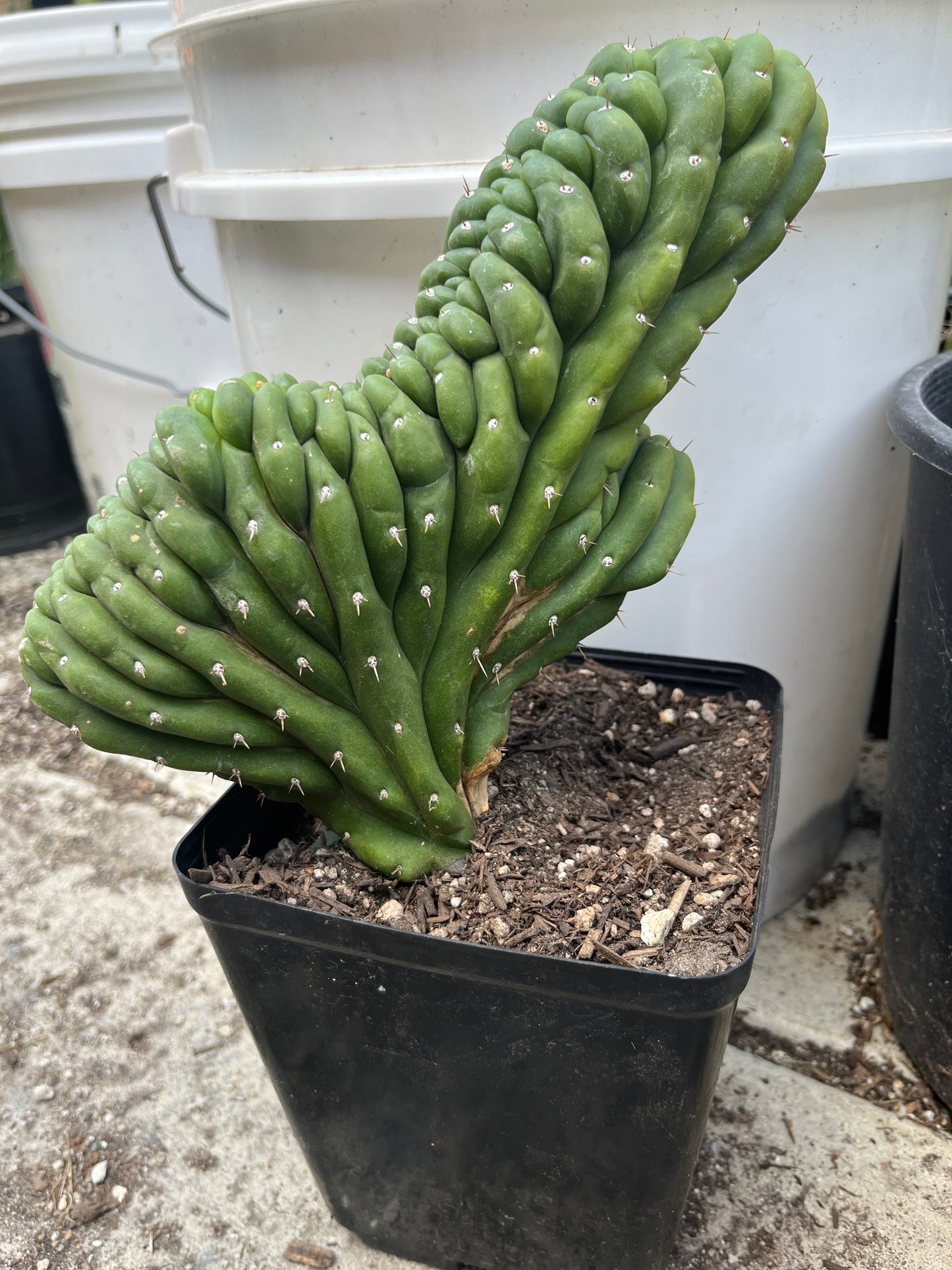 T. Pachanoi Monstrose Crest cutting