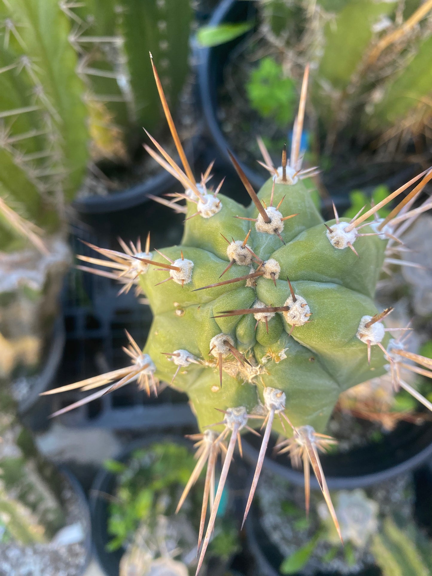12” T. Pachanoi K.K. cutting