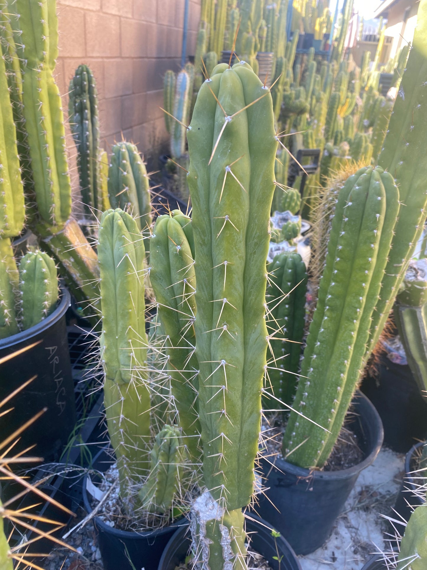 18” T. Bridgesii cutting B02
