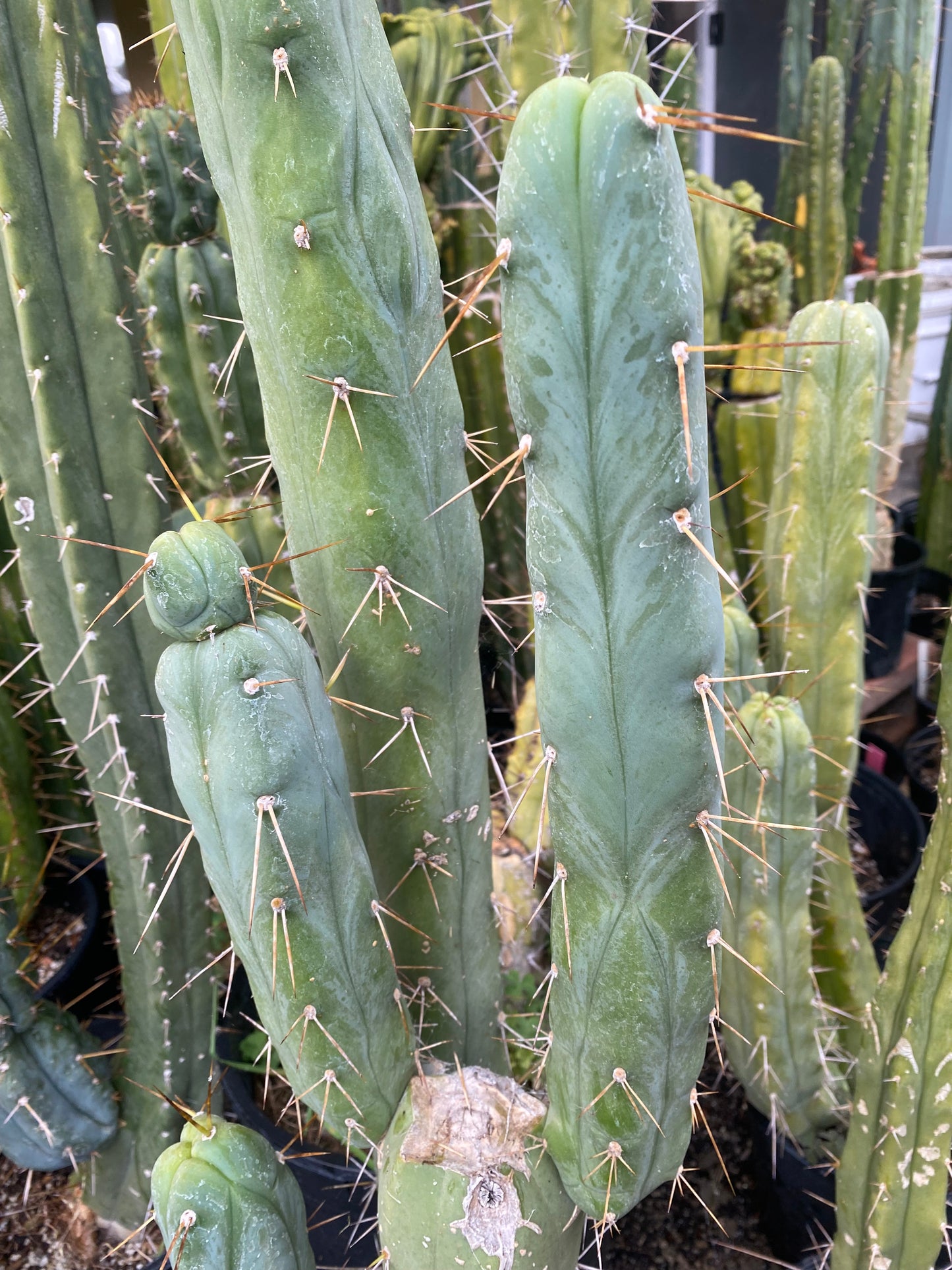 14” T. Bridgesii Monstrose Melted Wax like cutting