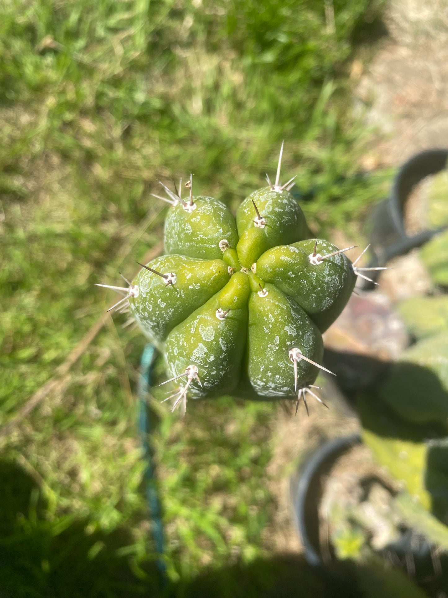 15” Pachanoi Monstrose clone B cutting